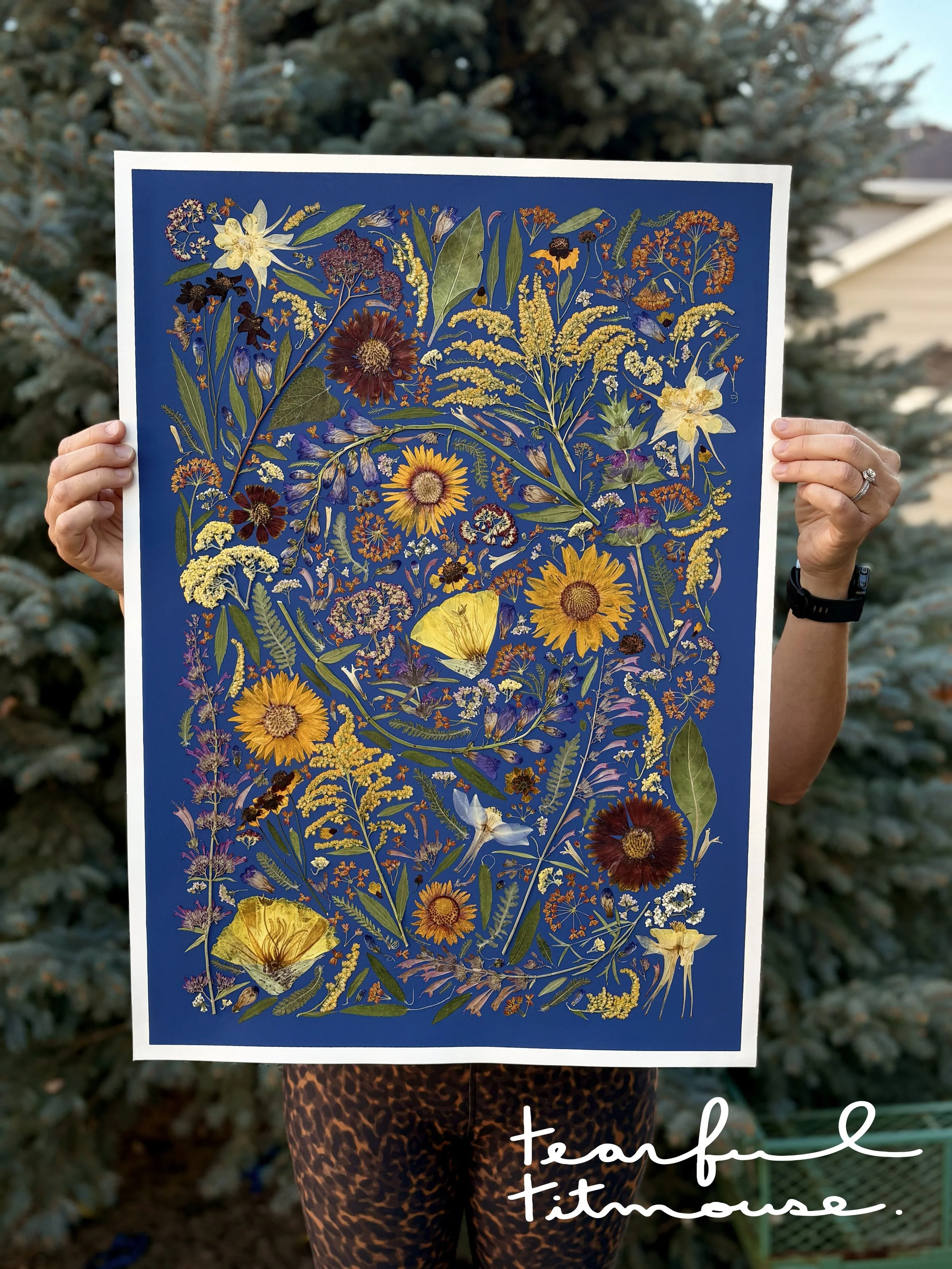 Colorado Native (original art)