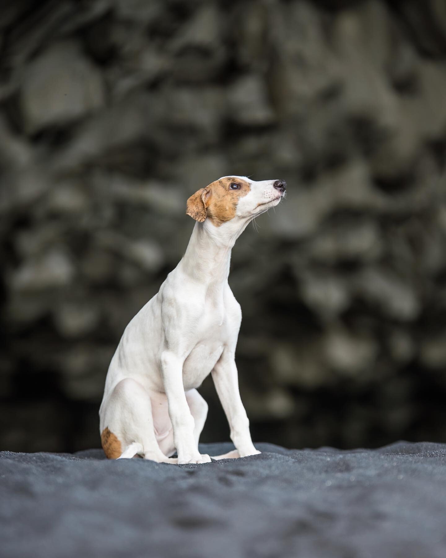 Efem&iacute;a at Reynisfjara 🖤 3 months old and growing bigger and more beautiful by the day 🥺

📸@mandybremse took

#greyhound #greyhoundlove #greyhoundlife #greyhoundpuppy #greyhoundcuteness #greyhoundpuppies #greyhoundsofinstagram #greyhound_fea