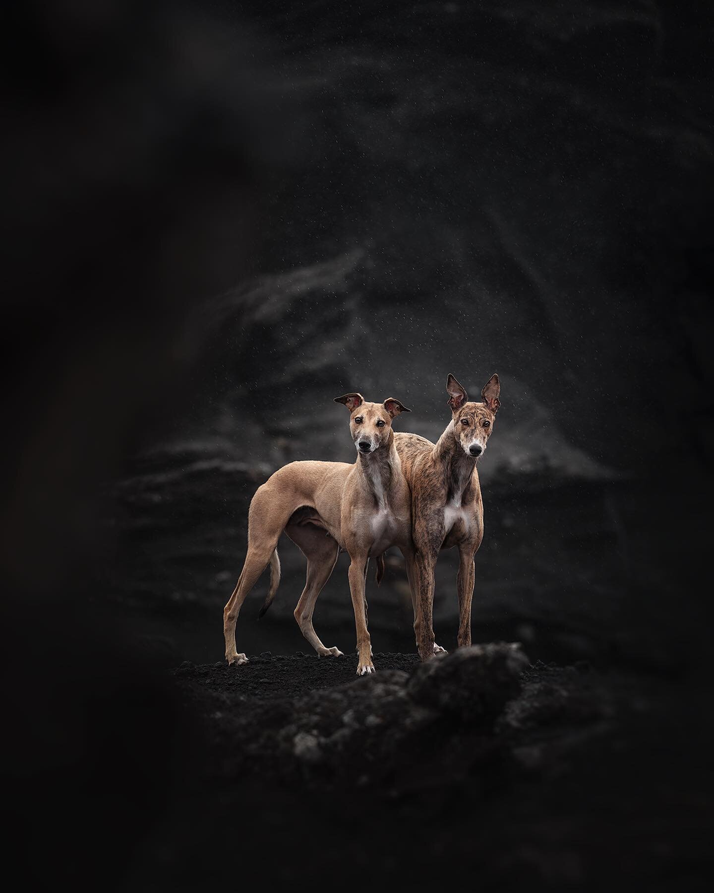 📸 @ve.shandor.photo

#greyhound #greyhounds #greyhound_feature #greyhoundlove #greyhoundlife #greyhoundcorner #greyhoundofinstagram #hound #houndsofinstagram #photography #photooftheday #photographer #sunset #beach #blackbeach #icelandtravel #icelan
