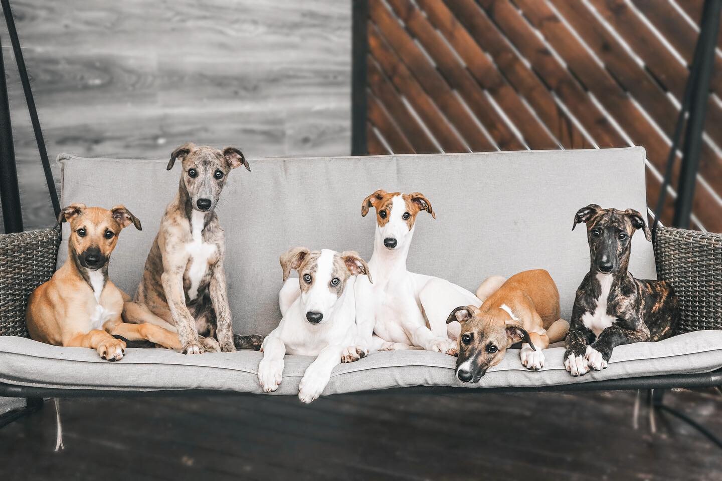 Look at those amazing Greyhound girls! Only 3 months old and are learning to wait and be pretty 🩶

Picasso, Shamey, Lulu, Effy, Gr&iacute;ma &amp; Drama.

#greyhound #greyhoundlove #greyhoundlife #greyhoundpuppy #greyhoundcuteness #greyhoundpuppies 