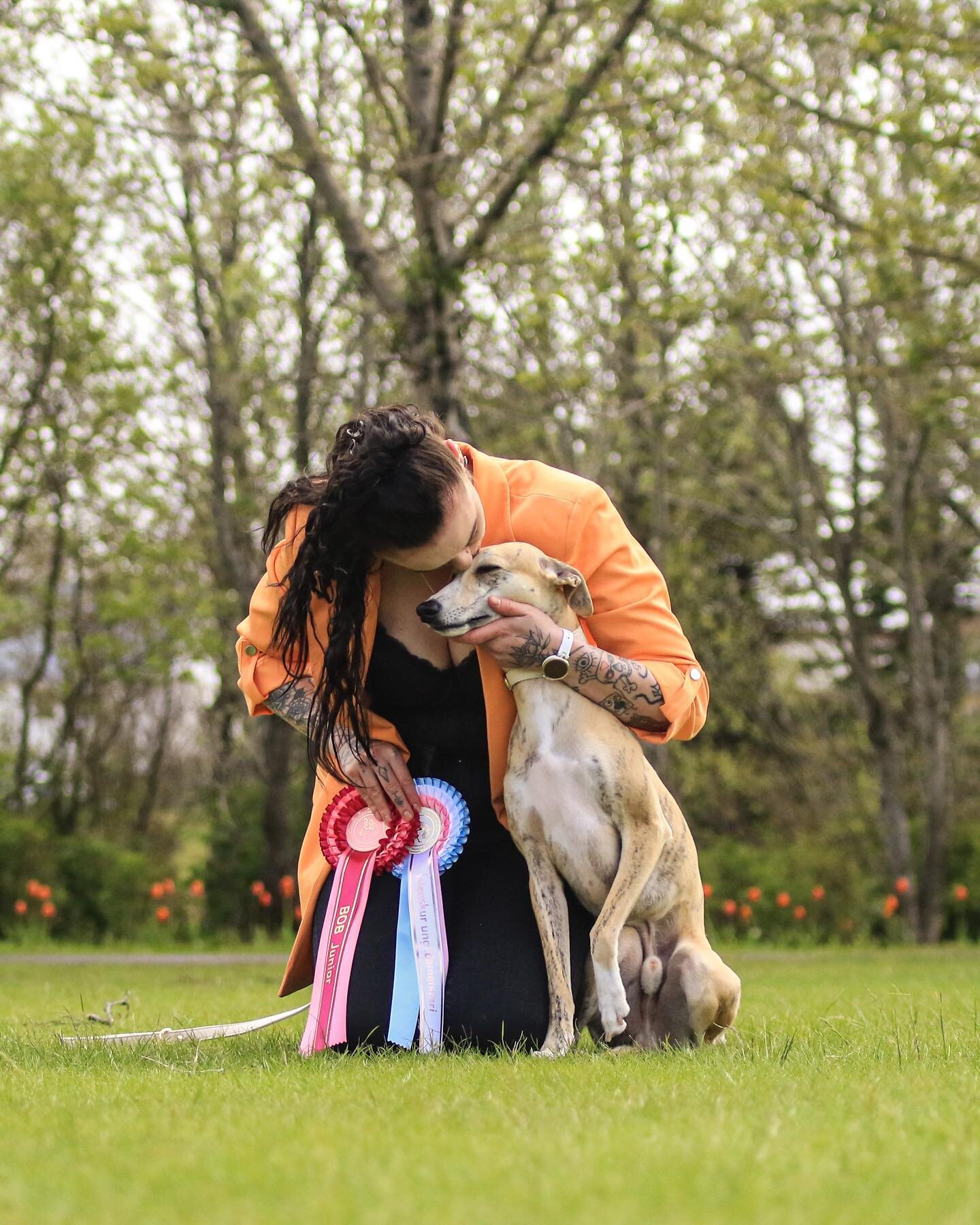 WHAT a show weekend for &Aacute;syrju hound kennel 🇮🇸🏆

Antonio Russian Fata Morgana 🇭🇺 Tony - 17 months - Whippet 

Finished this weekend off with two BOB Juniors, 3.best male/4.best male and is now an Icelandic Junior Champion 🤩🏆He also was 