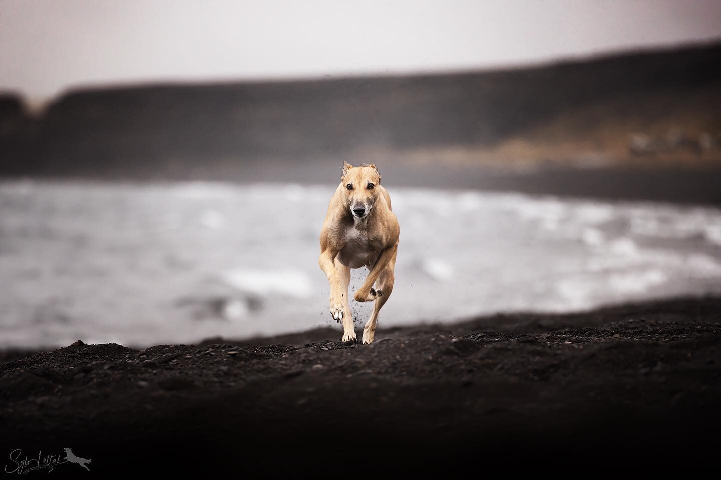 Nina on the run @ Kleifarvatn 😍 amazing photo from @sylvlettal_dogphotography 

#greyhound #greyhoundlife #greyhoundoriginal #greyhounds #greyhoundsofinstagram #greyhoundlove #greyhounds #greyhoundrunning #running #runner #dogphotography #iceland #k