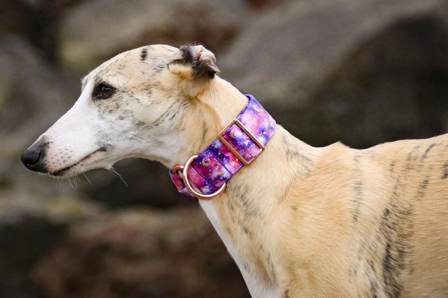 Fatima modeling for our new collar collection 💜 will soon be available! 

Hand made in UK

#ernachristiansphotos #collar #houndcollection #whippet #whippets #whippetlove #whippetlife #whippetstyle #whippetcorner #whippetgram #whippetworld #whippetso