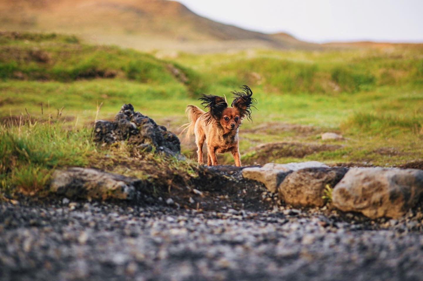 My best girl Imma turned 5 years old last month 🥳 

She has been with us now for three and a half year. She came all the way to Iceland from Russia.

Im Not gonna lie but the first two years were a hard struggle and at some point i was about to find