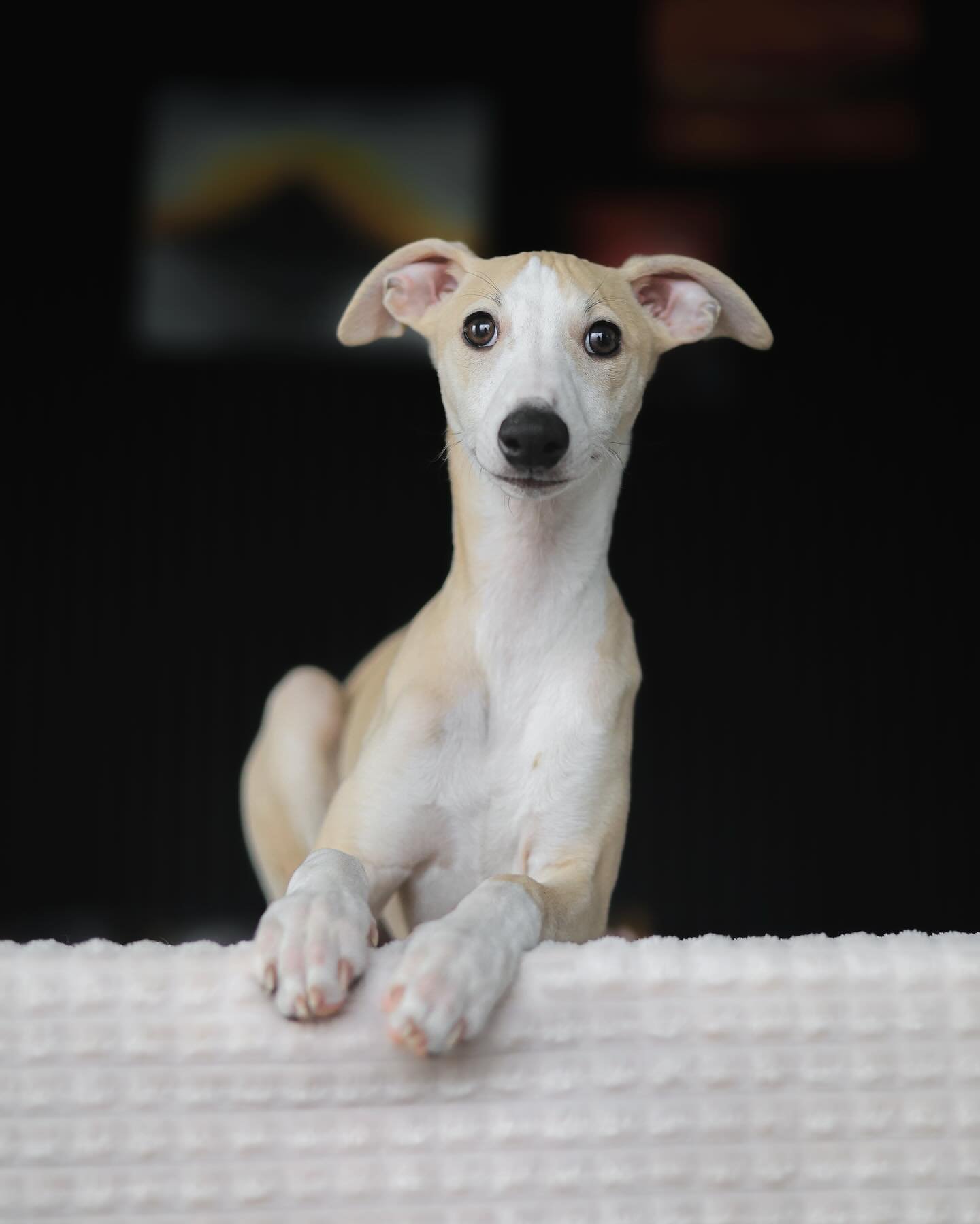 &Aacute;syrju &Aacute;sgar&eth;s litter is growing into fine youngsters 🥺 15 weeks old! 5 out if 9 pups. Two are still available for the right owners ❤️

#whippet #whippetpuppy #whippetpuppies #whippetpup #whippetphotography #whippetlove #whippetpup