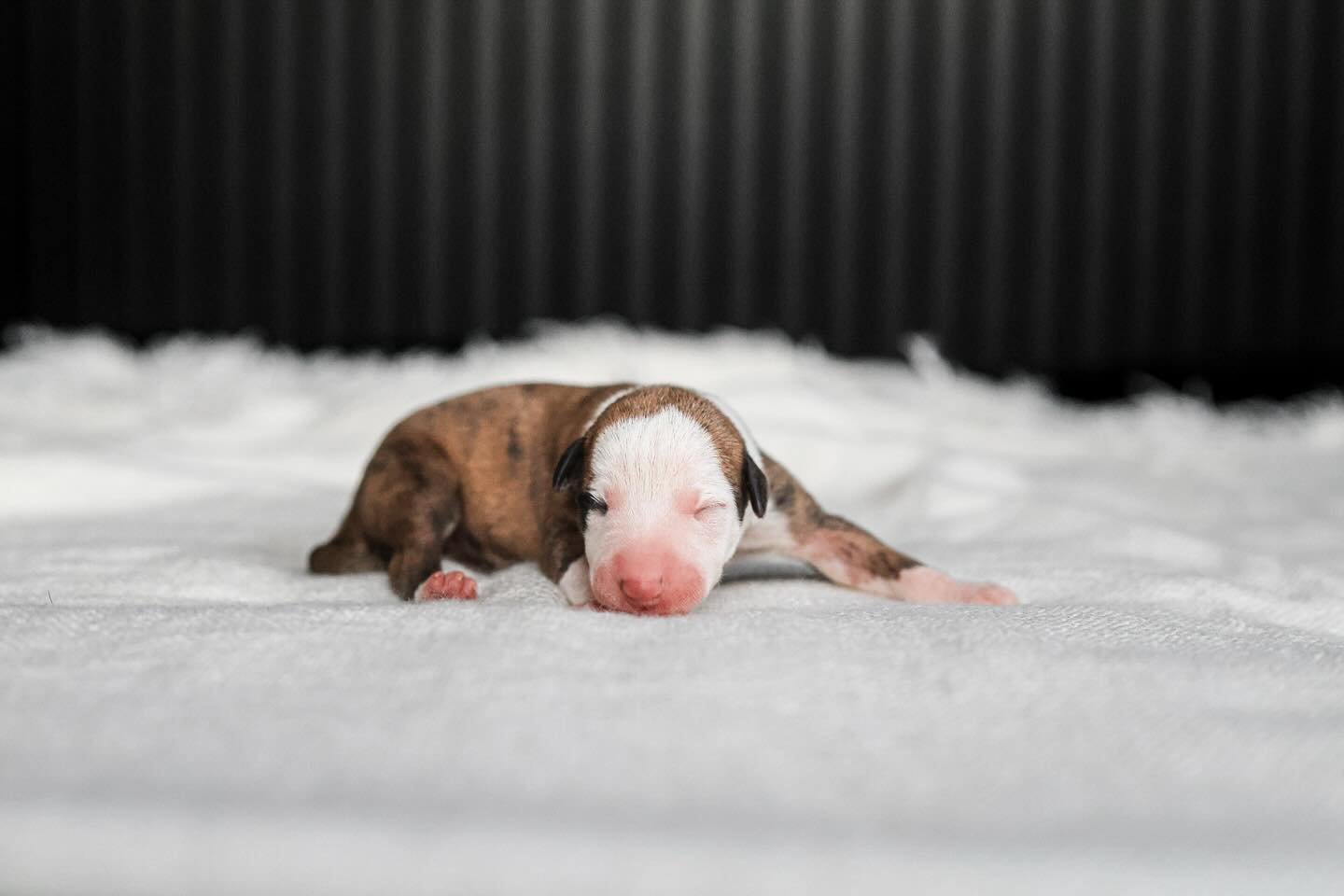 &Aacute;syrju Mi&eth;gar&eth;s Whippet  litter 🥺 24.11.24 
6 female and 3 males. 

(Yabello Russian fata morgana X Undina Russian fata morgana)

#whippet #whippets #whippetlife #whippetpuppy #whippetlove #whippetstyle #whippetcorner #whippetgram #wh
