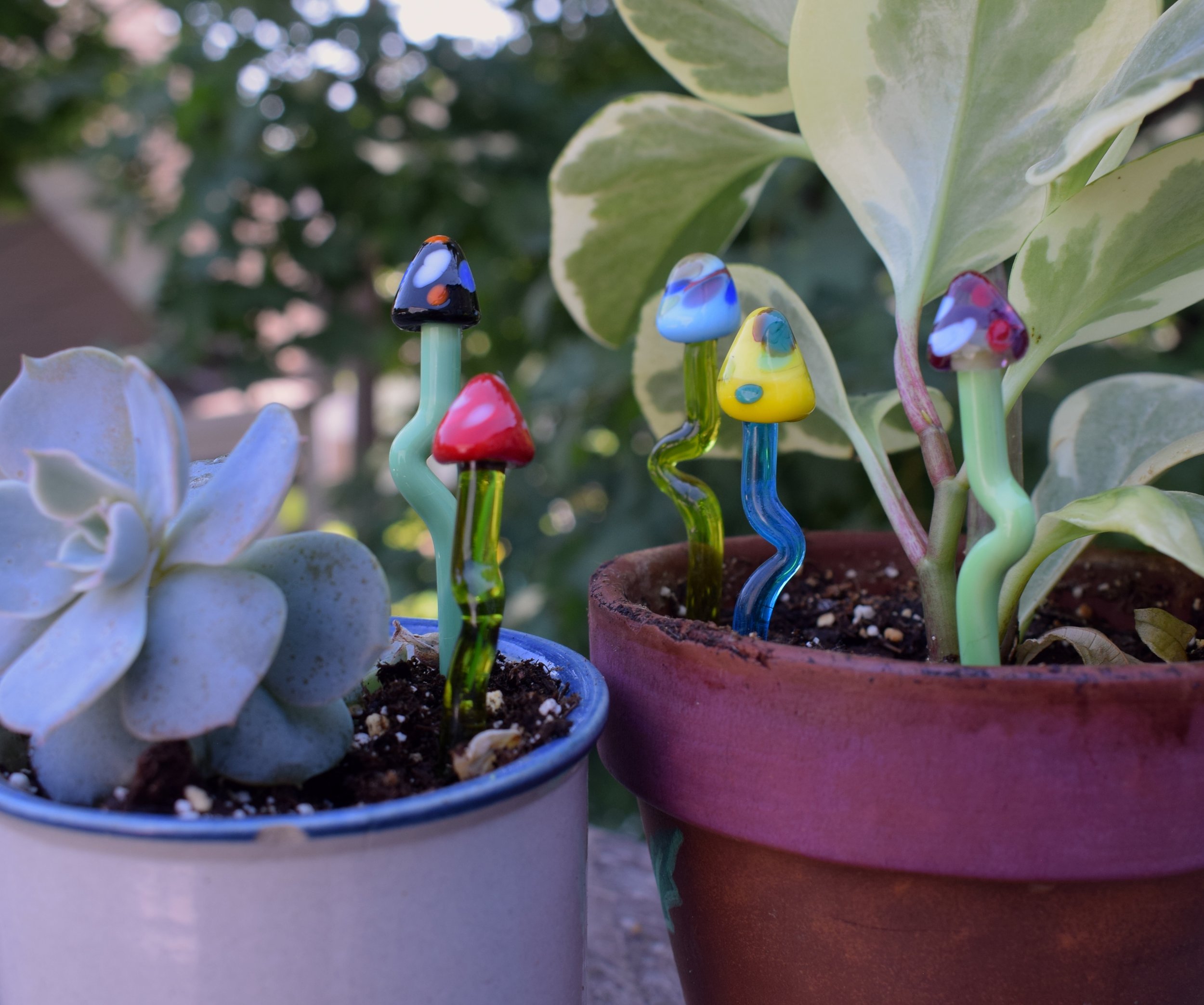 Even though its getting colder, colorful plants are year round with glass mushroom plant pals! 
Each one is a blindbox surprise! 
#blindbox #mushroom #glassart #plants #blownglass #blackbirdswindow
