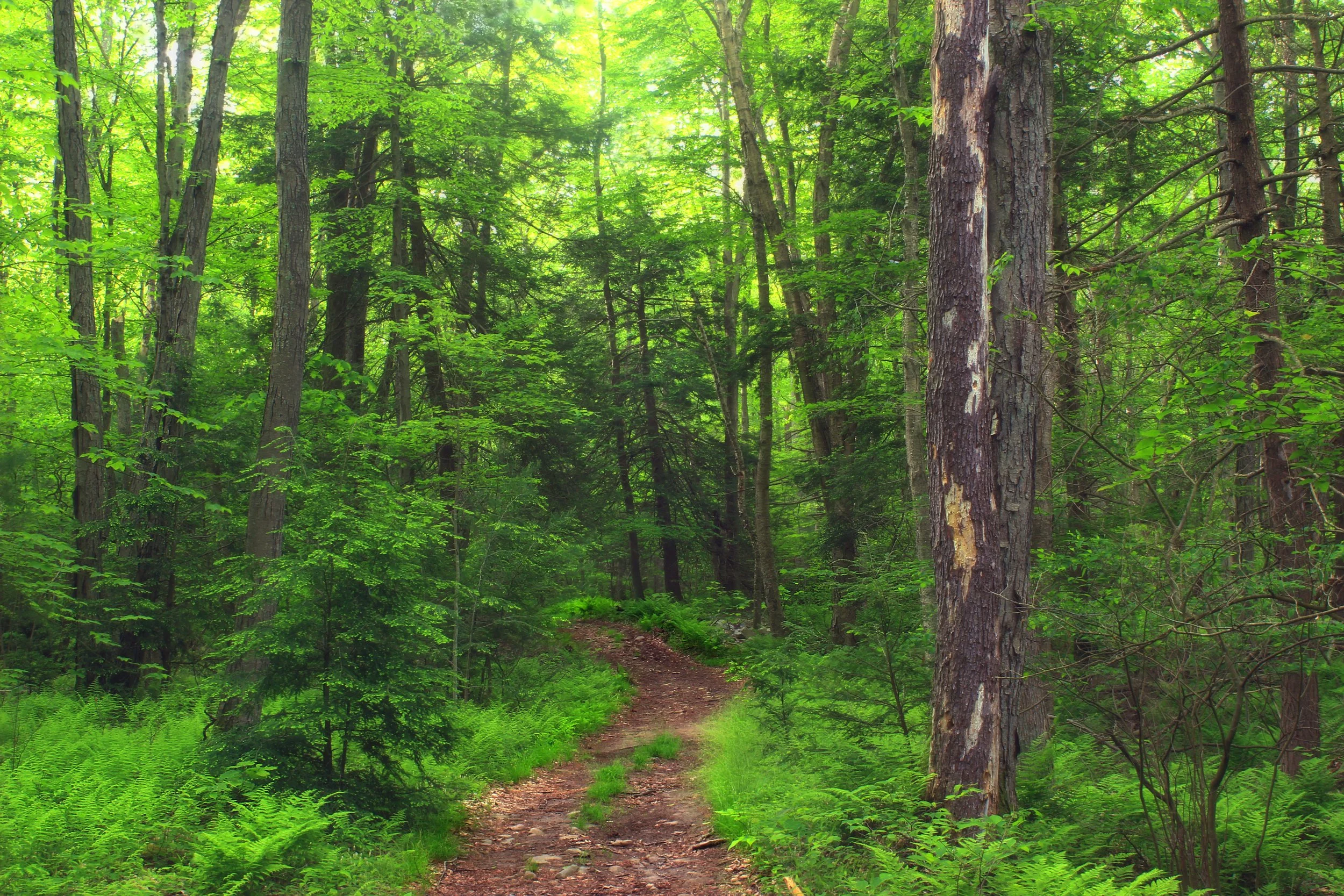 The General Spiritual Calling: Creation, Care, & Community