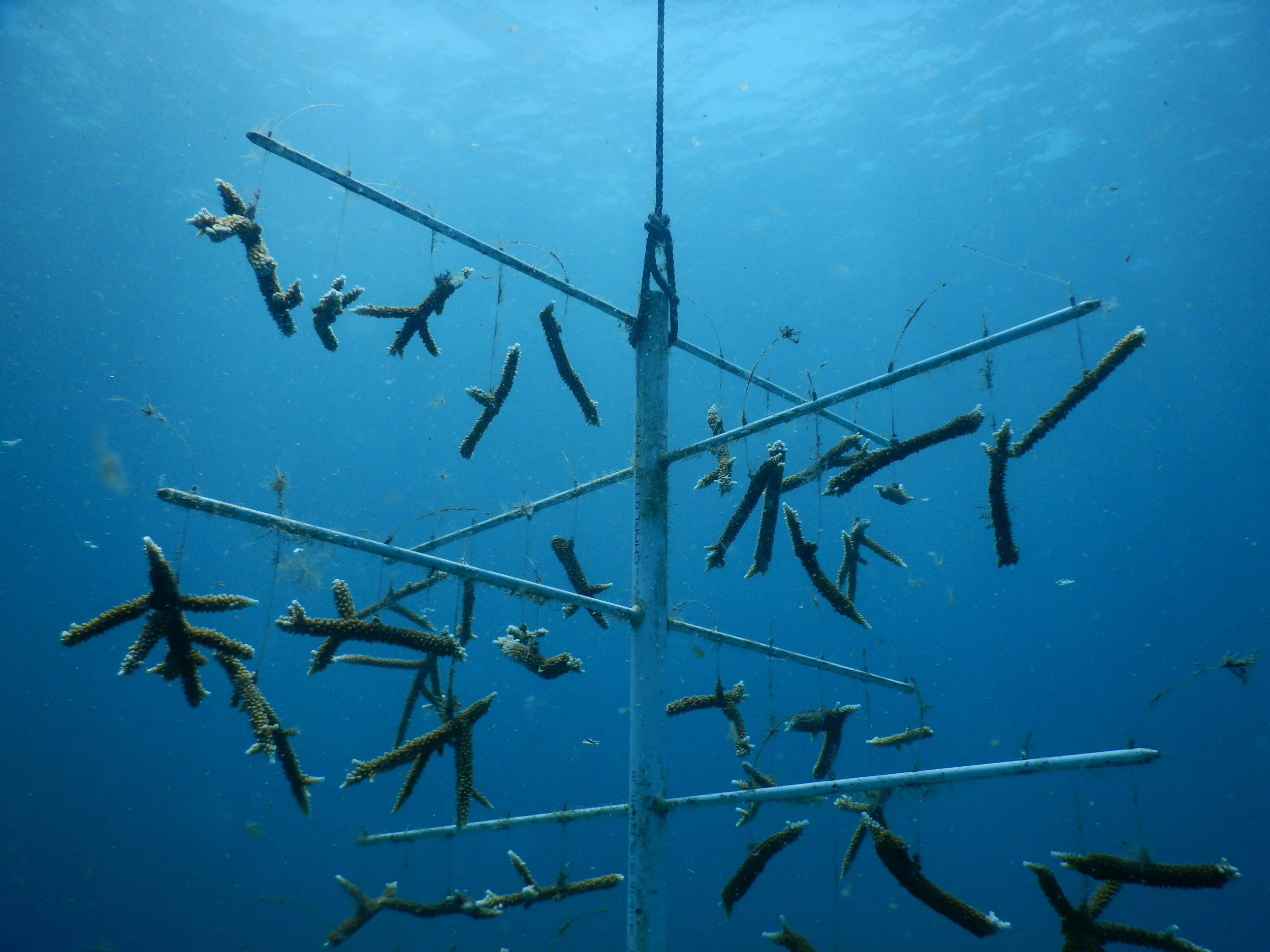 The Solution Haiti Ocean Conservancy the-solution-haiti-ocean-conservancy