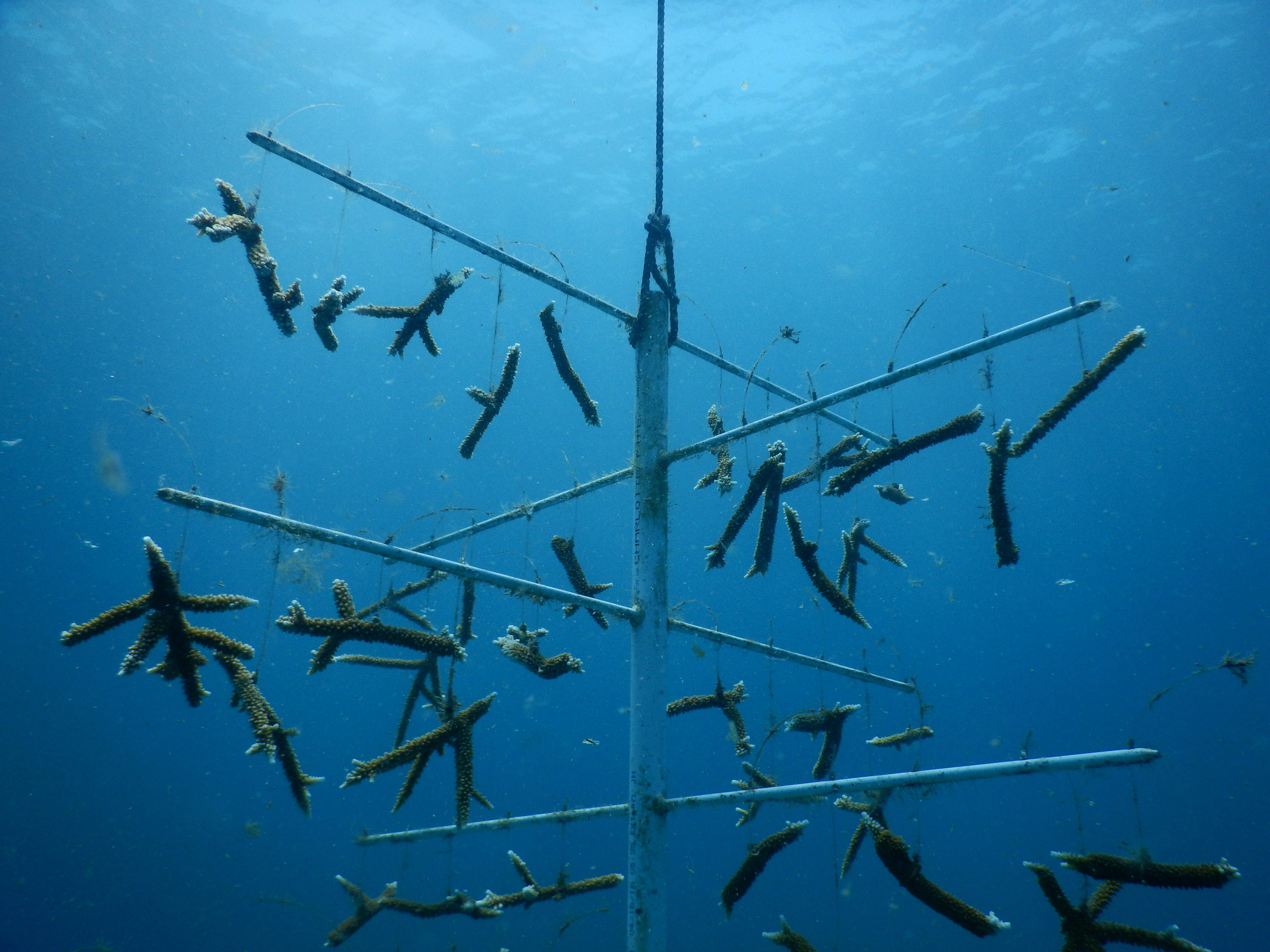 the-solution-haiti-ocean-conservancy