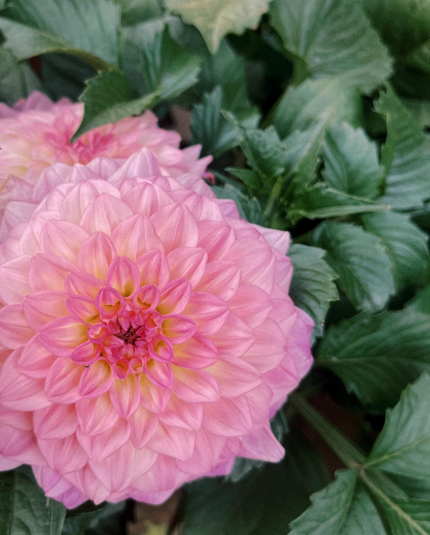 Just getting around to sharing our first cut flowers of the season which began blooming in early March! This year we&rsquo;re growing several varieties of dahlias along with a few dozen other cut flowers and I couldn&rsquo;t be happier!! These beauti