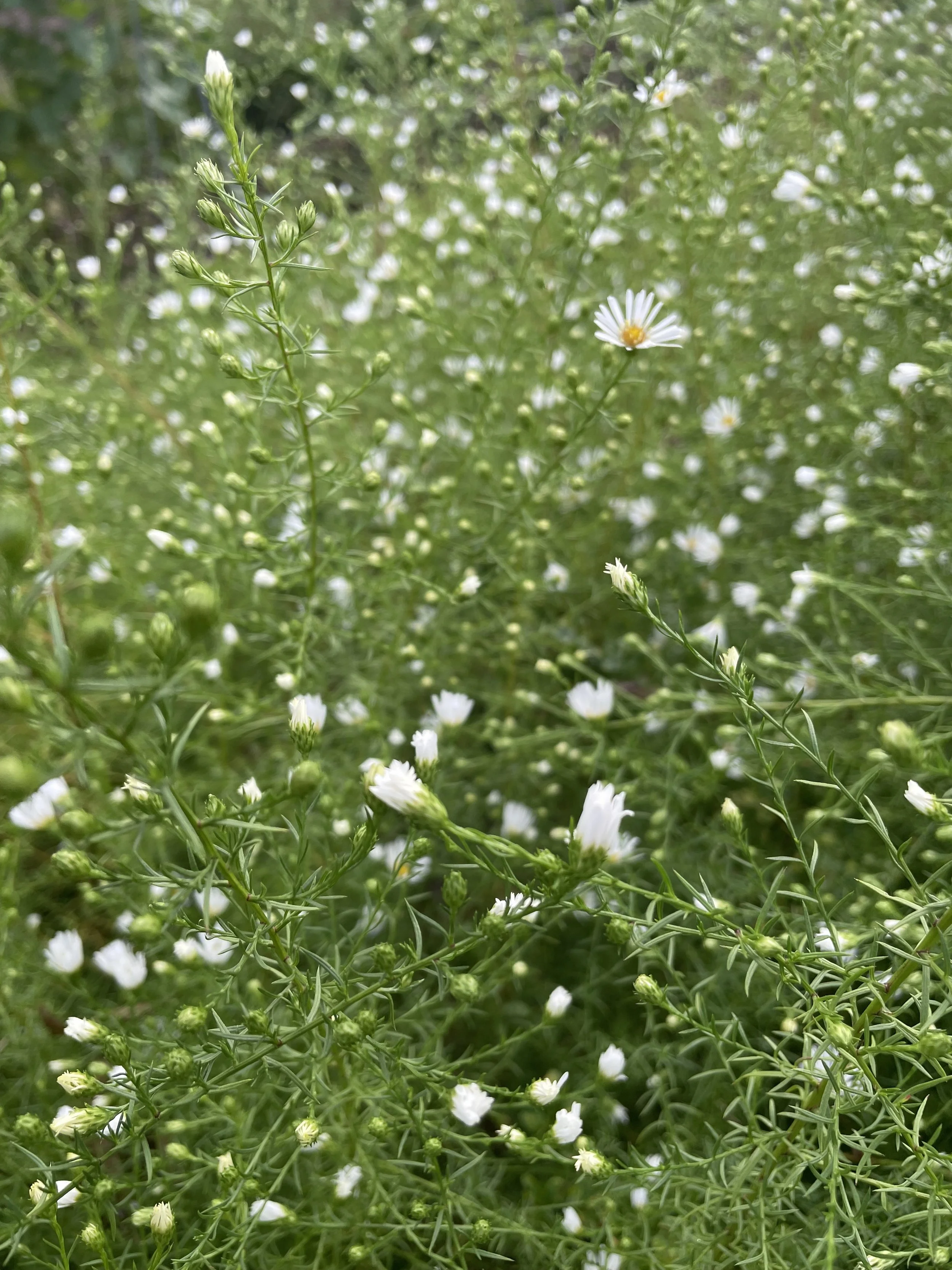 Boltonia Asteroides White