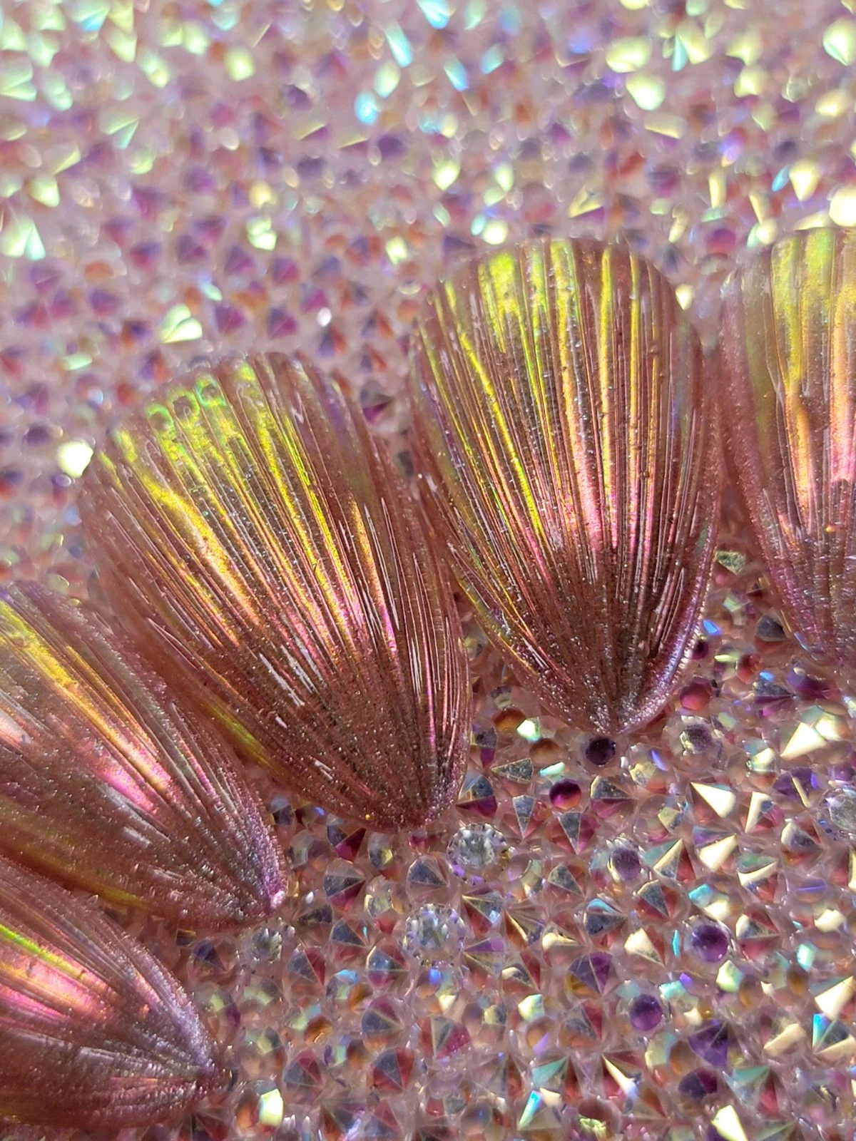 shells 6.jpg