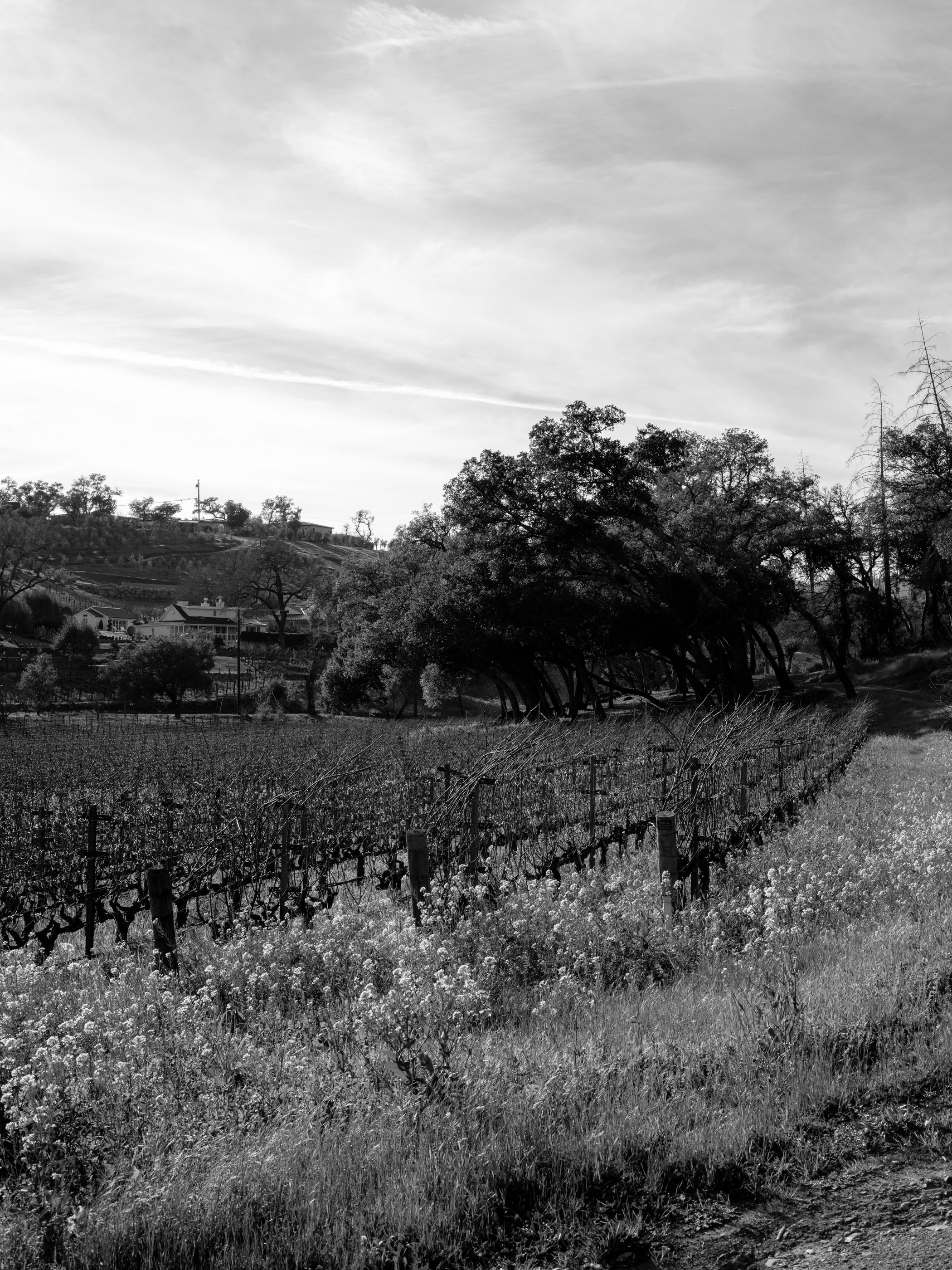VV-BW-Winter-Vineyard-Ecotone-45.jpg