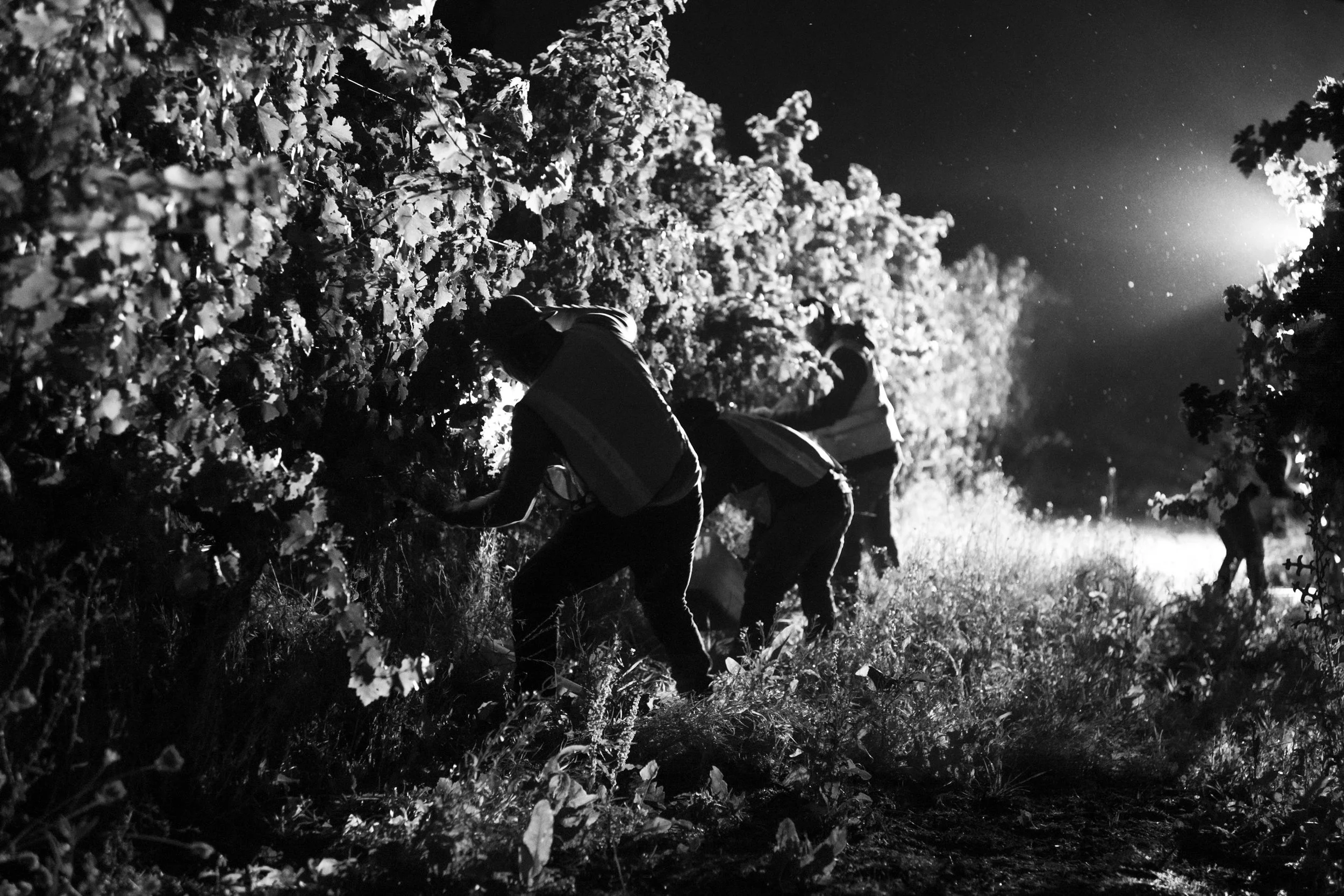 VV-Harvest-Steltzner-BW-1.jpg