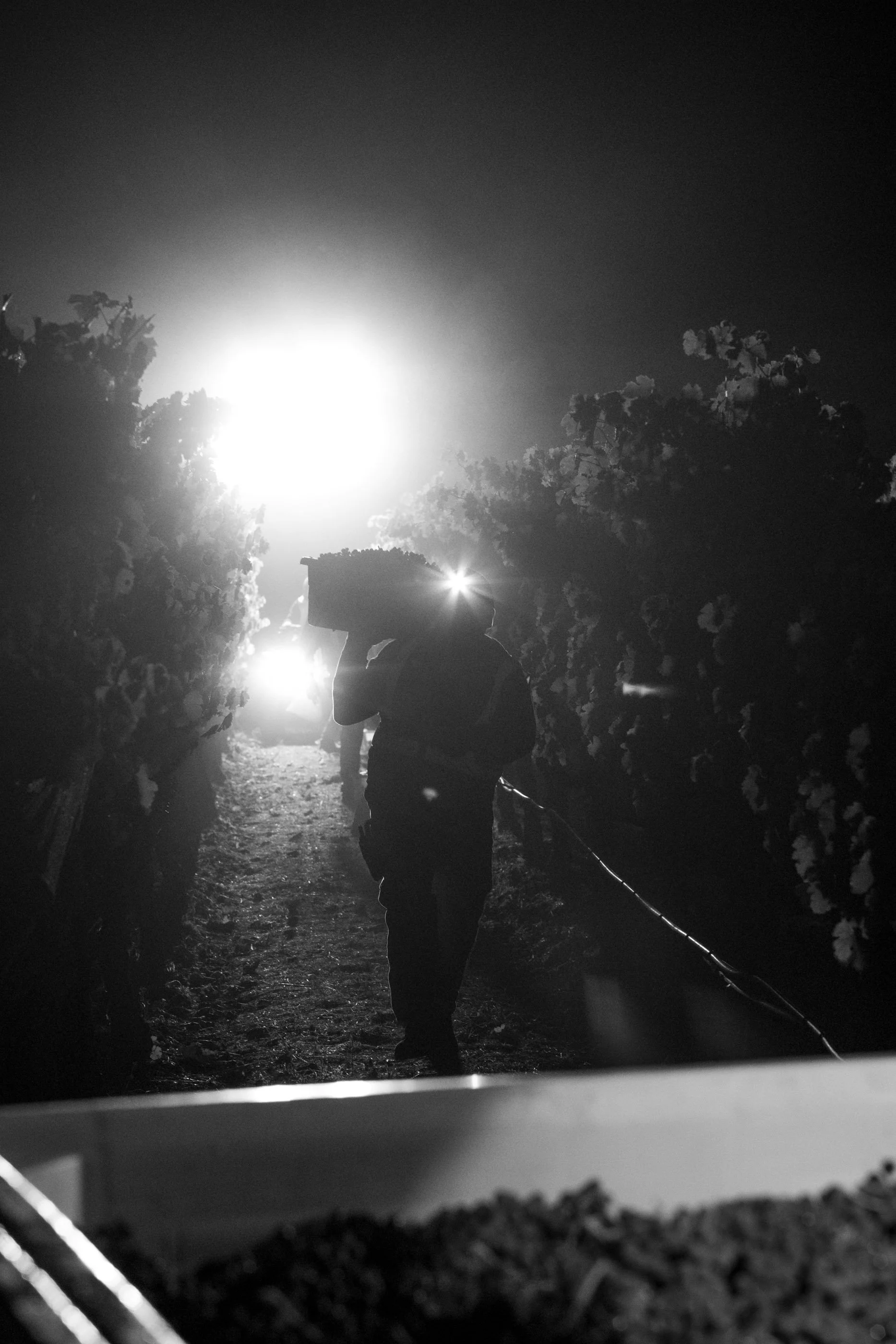 VV-Harvest-To-Kalon-BW-10.jpg