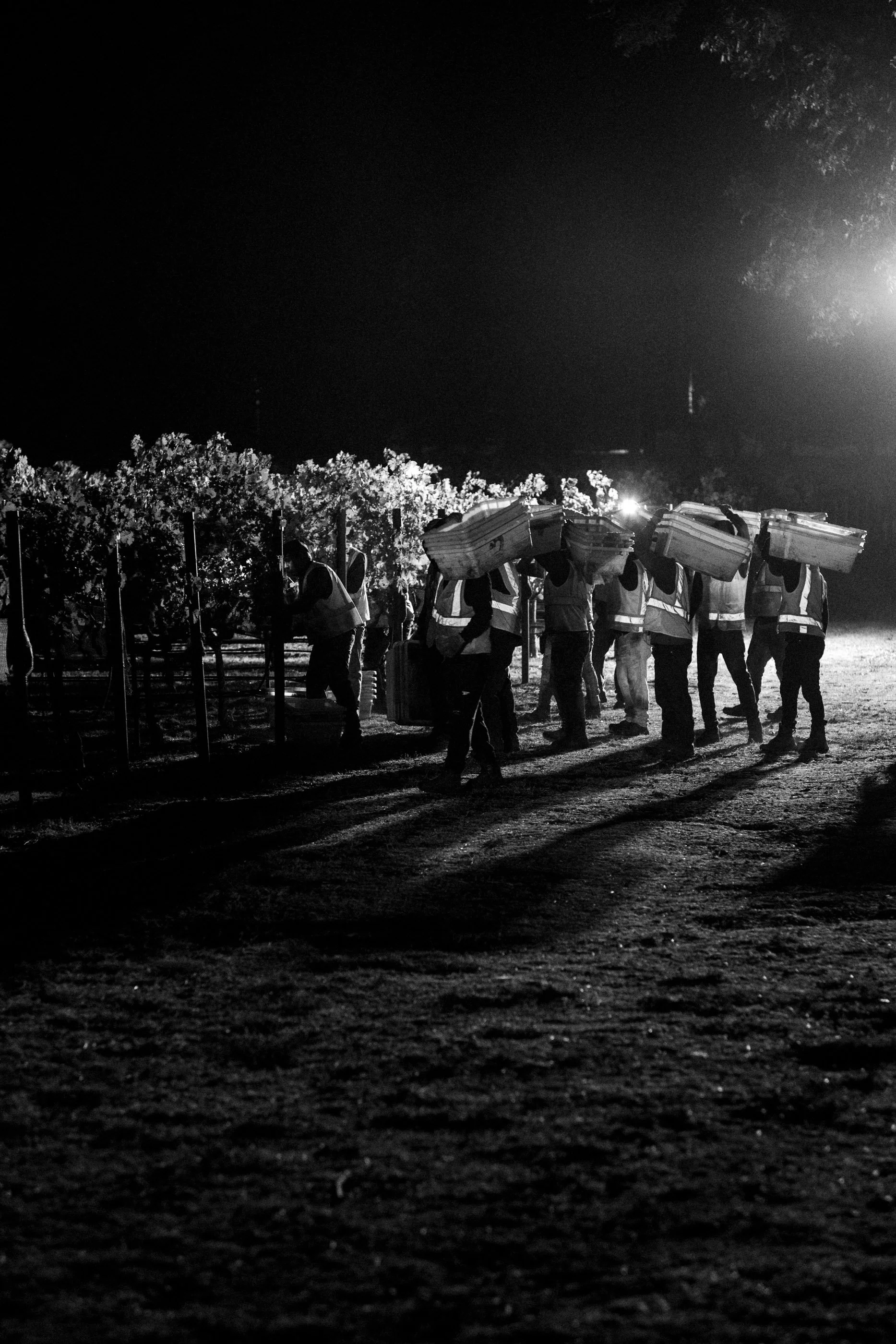 VV-Harvest-To-Kalon-BW-18.jpg