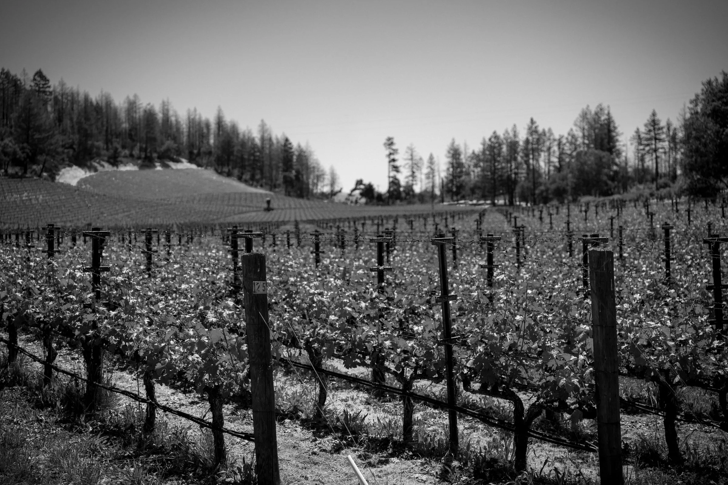 VV-Ecotone-3.jpg