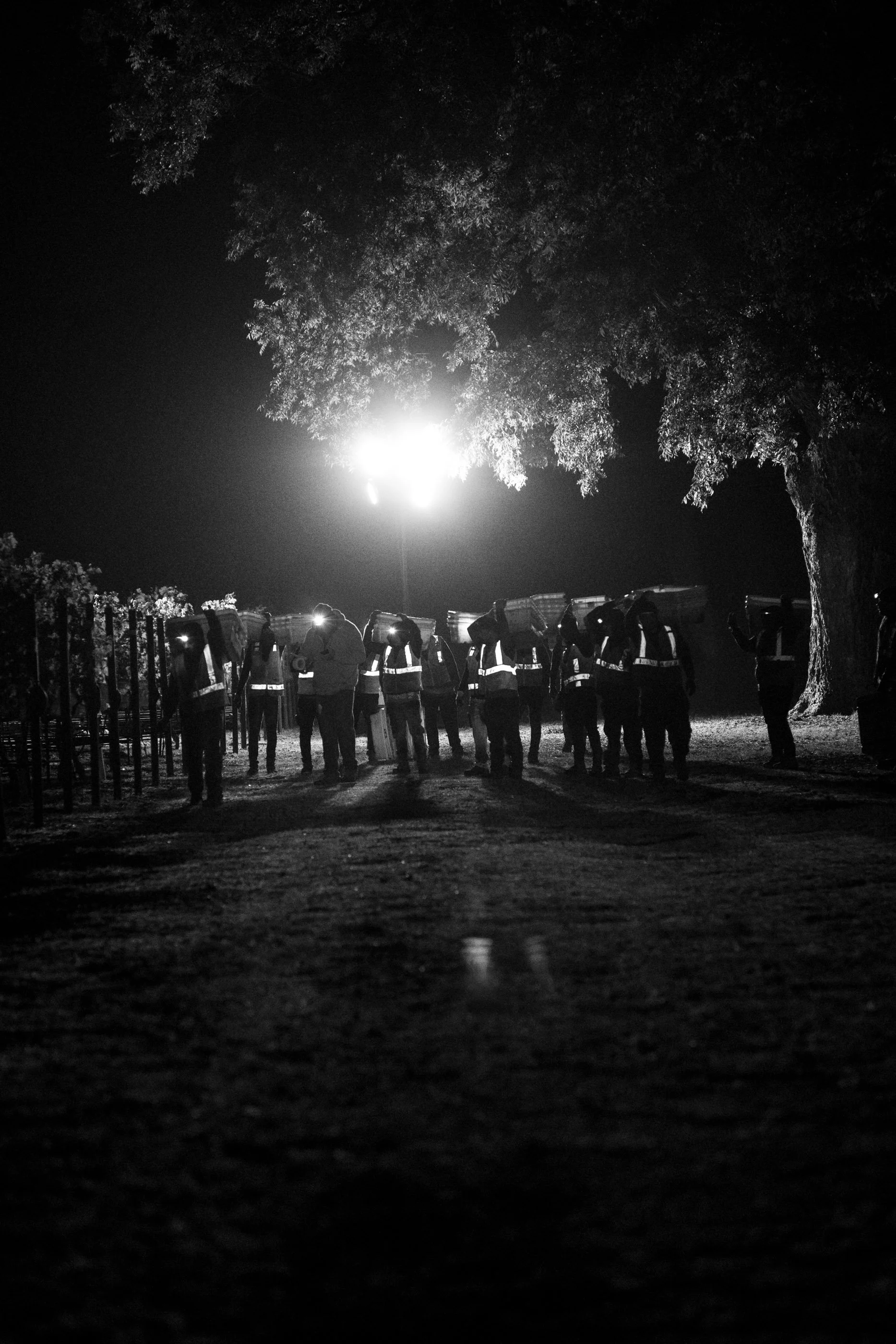 VV-Harvest-To-Kalon-BW-16.jpg
