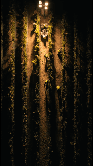 dr-crane-harvest-580x326clusters64.gif