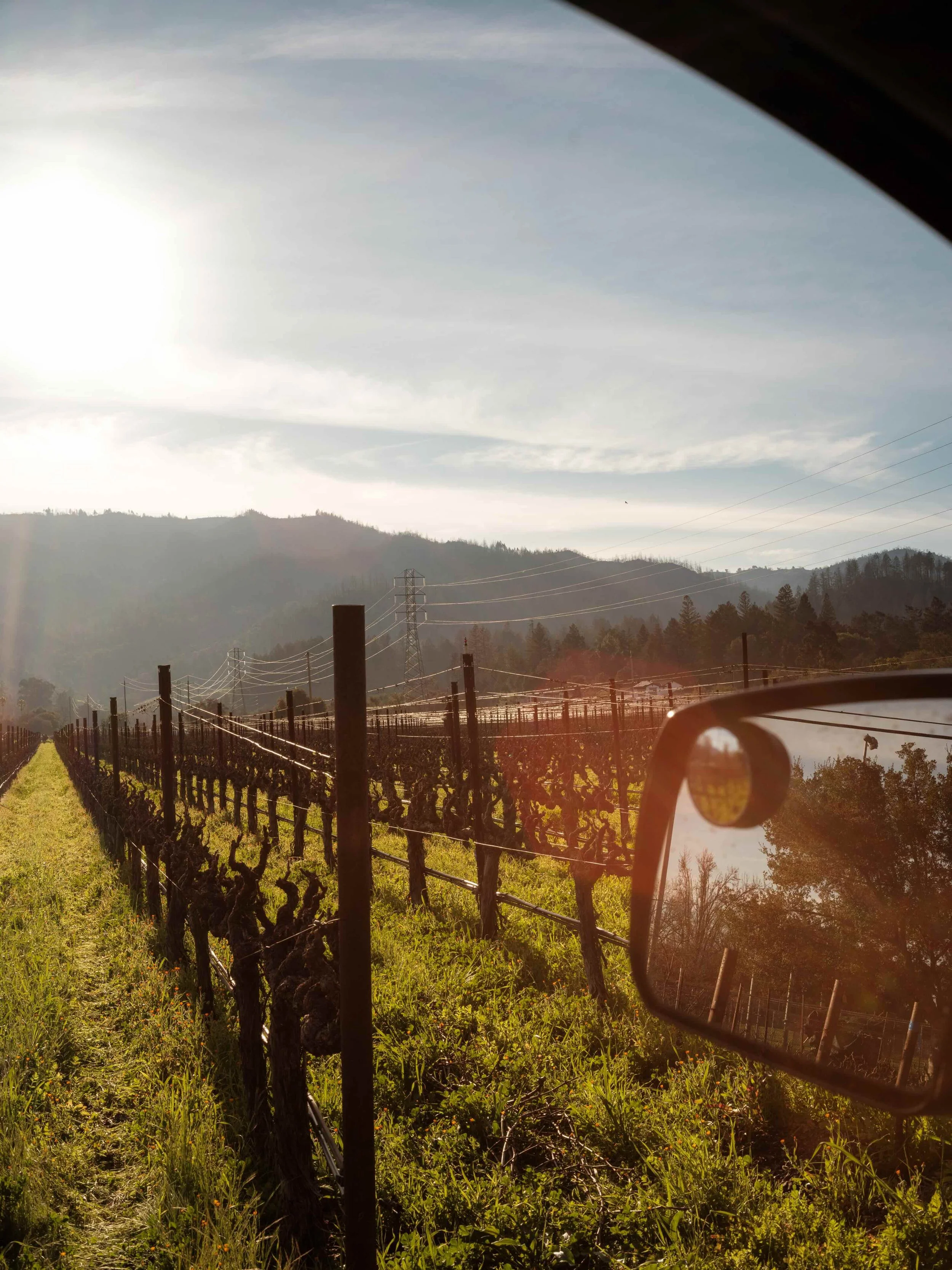 VV-Winter-Vineyards-Ecotone-1.jpeg