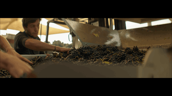 fruit-sorting-580x326clusters.gif