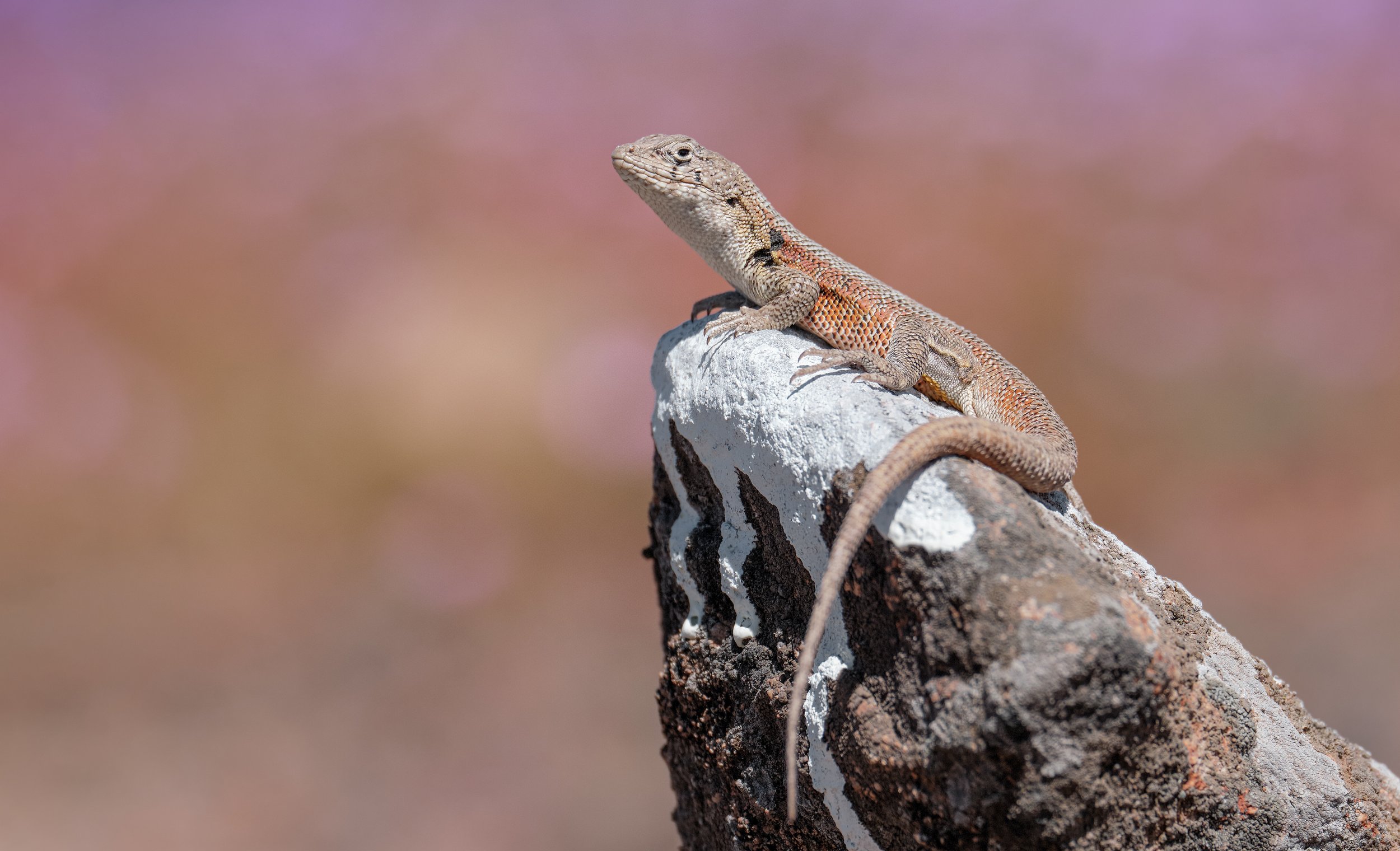 Liolaemus nigromaculatus