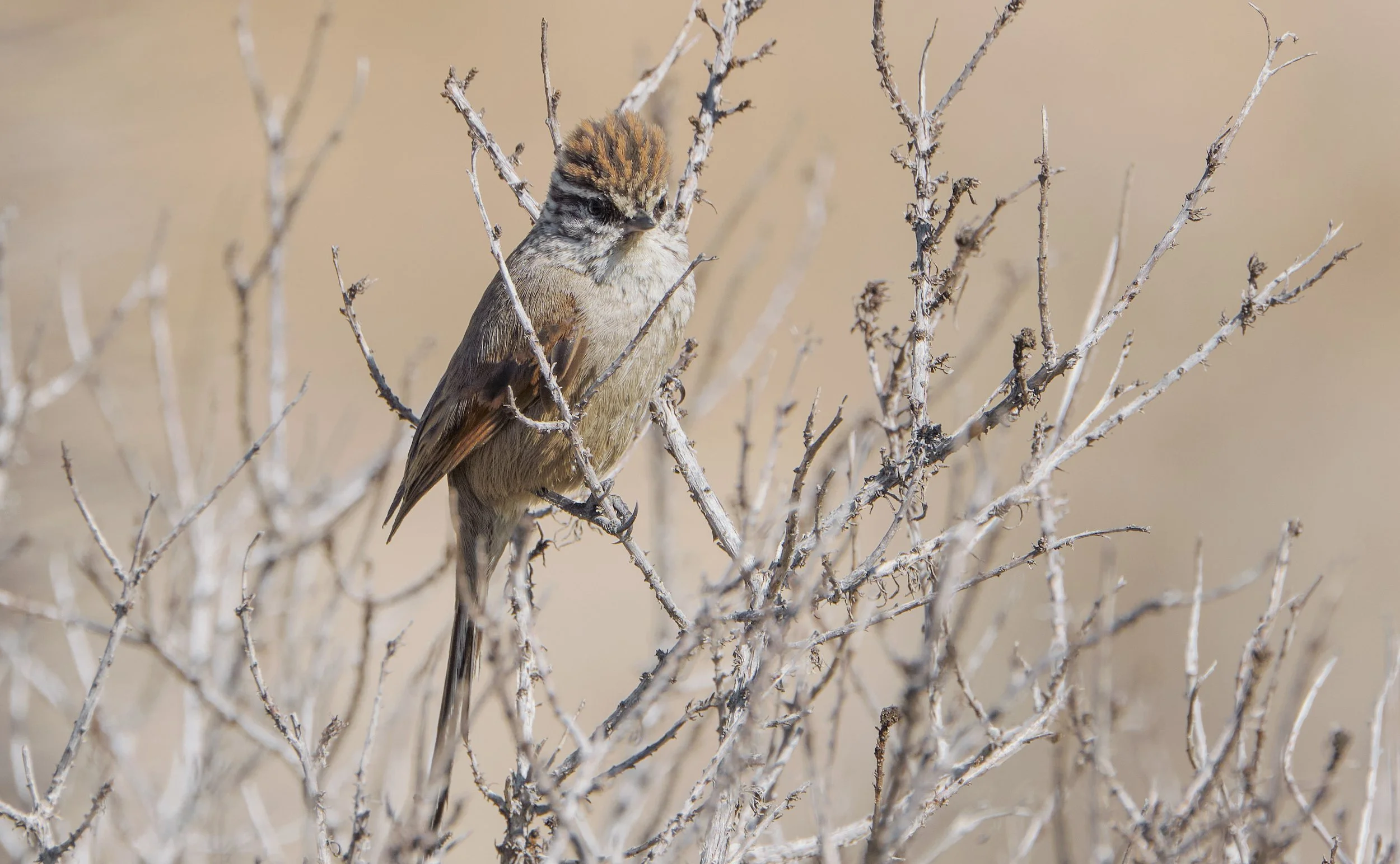 Leptasthenura aegithaloides - Tijeral bird