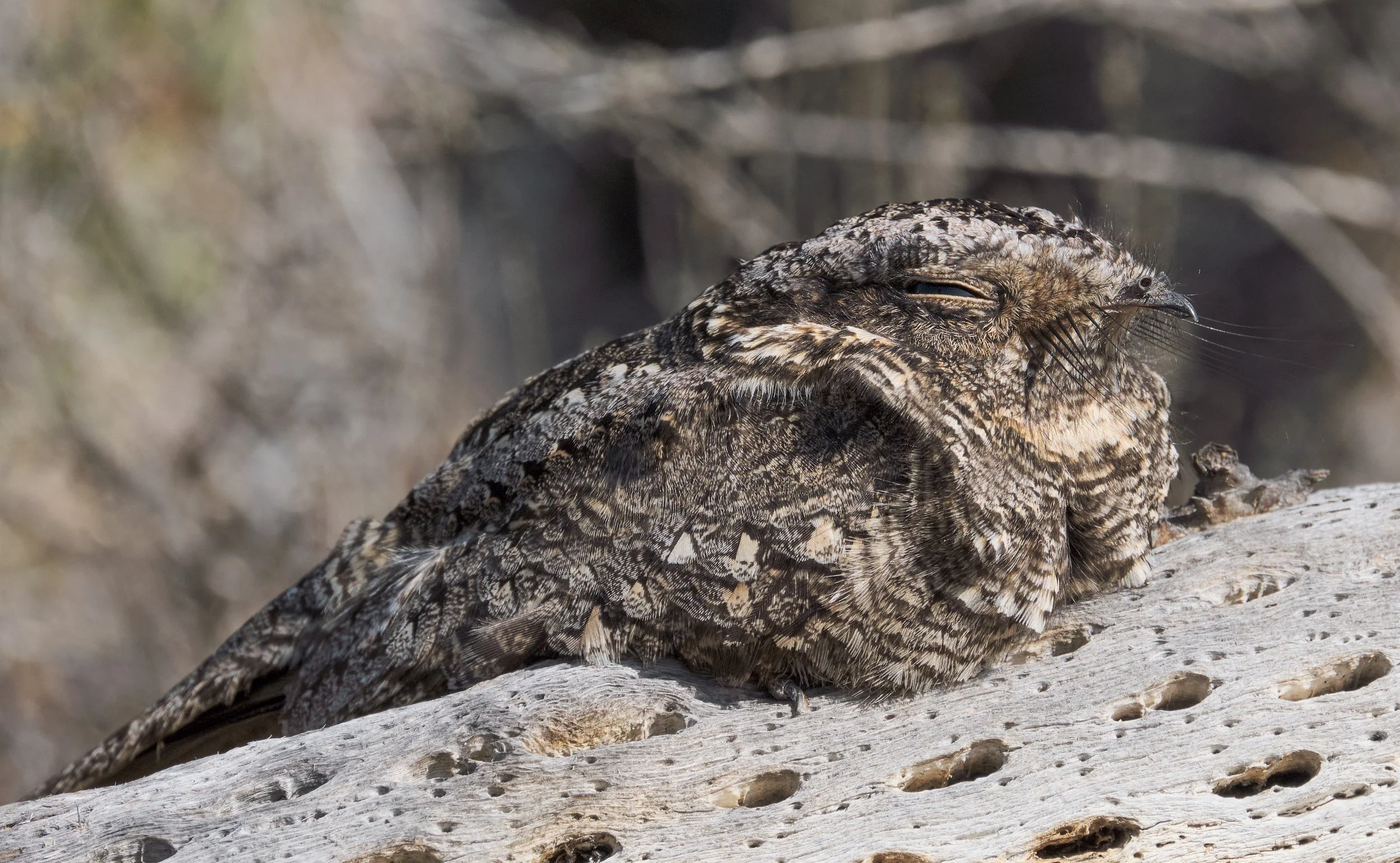 Systellura longirostris - Gallina ciega