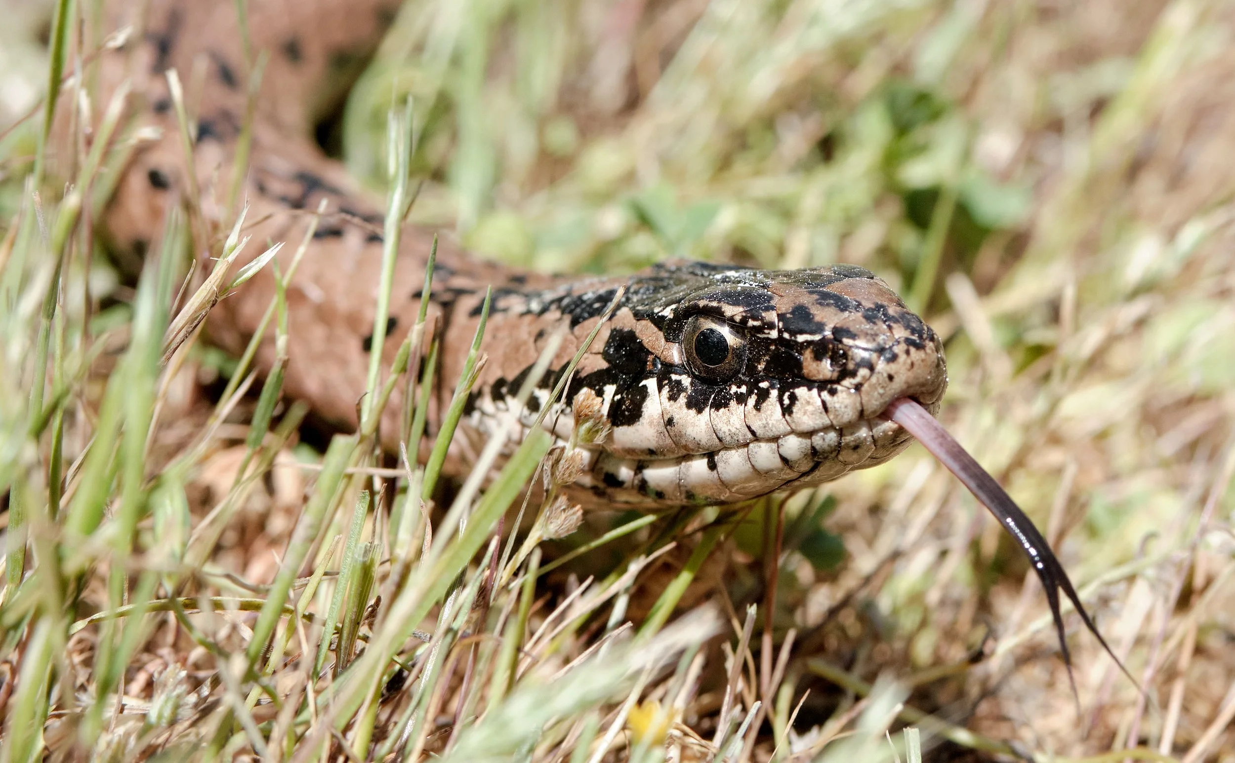 Philodryas chamissonis - Culebra de cola larga.