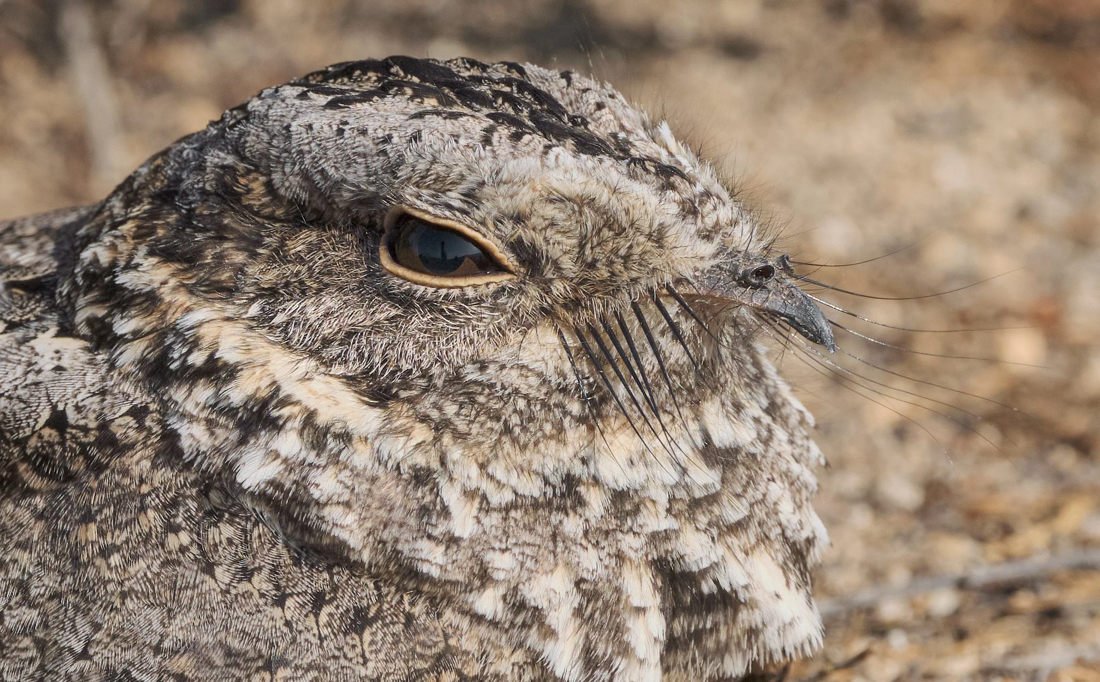 Systellura longirostris - Gallina ciega
