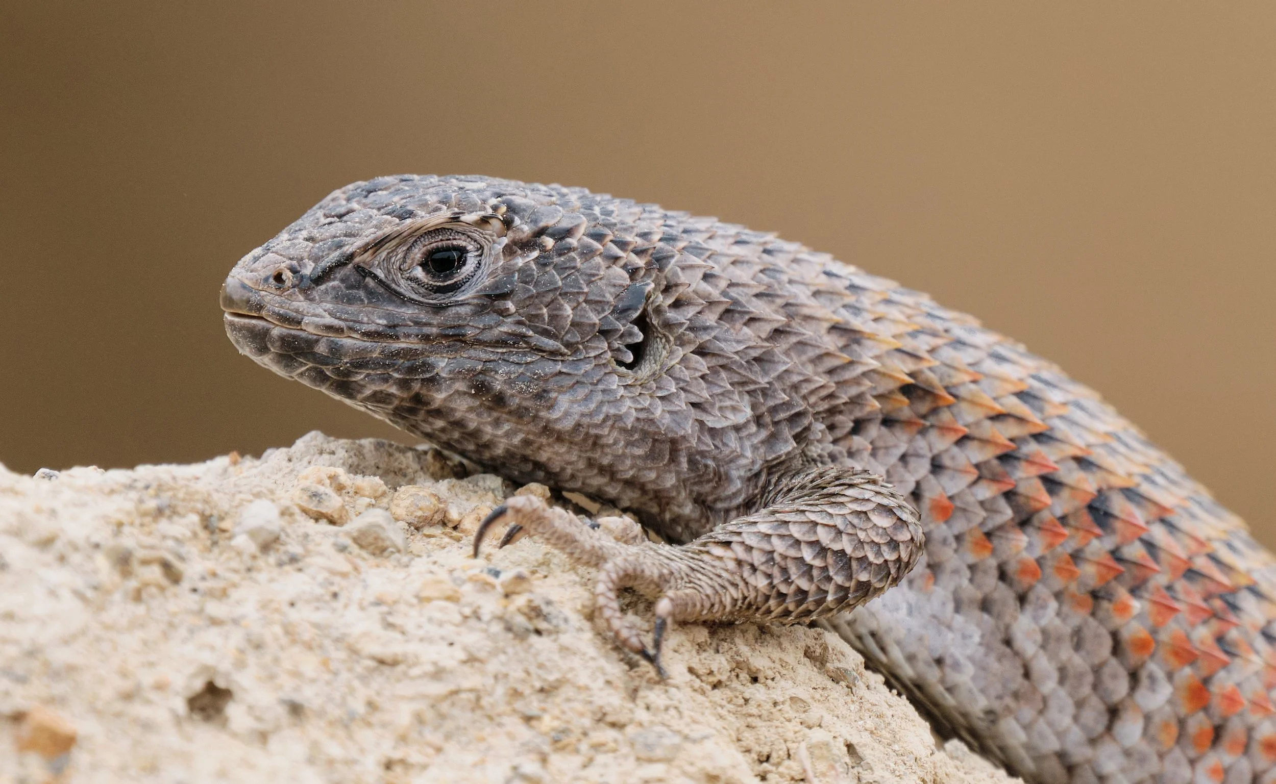 Liolaemus nitidus - Largarto nítido.