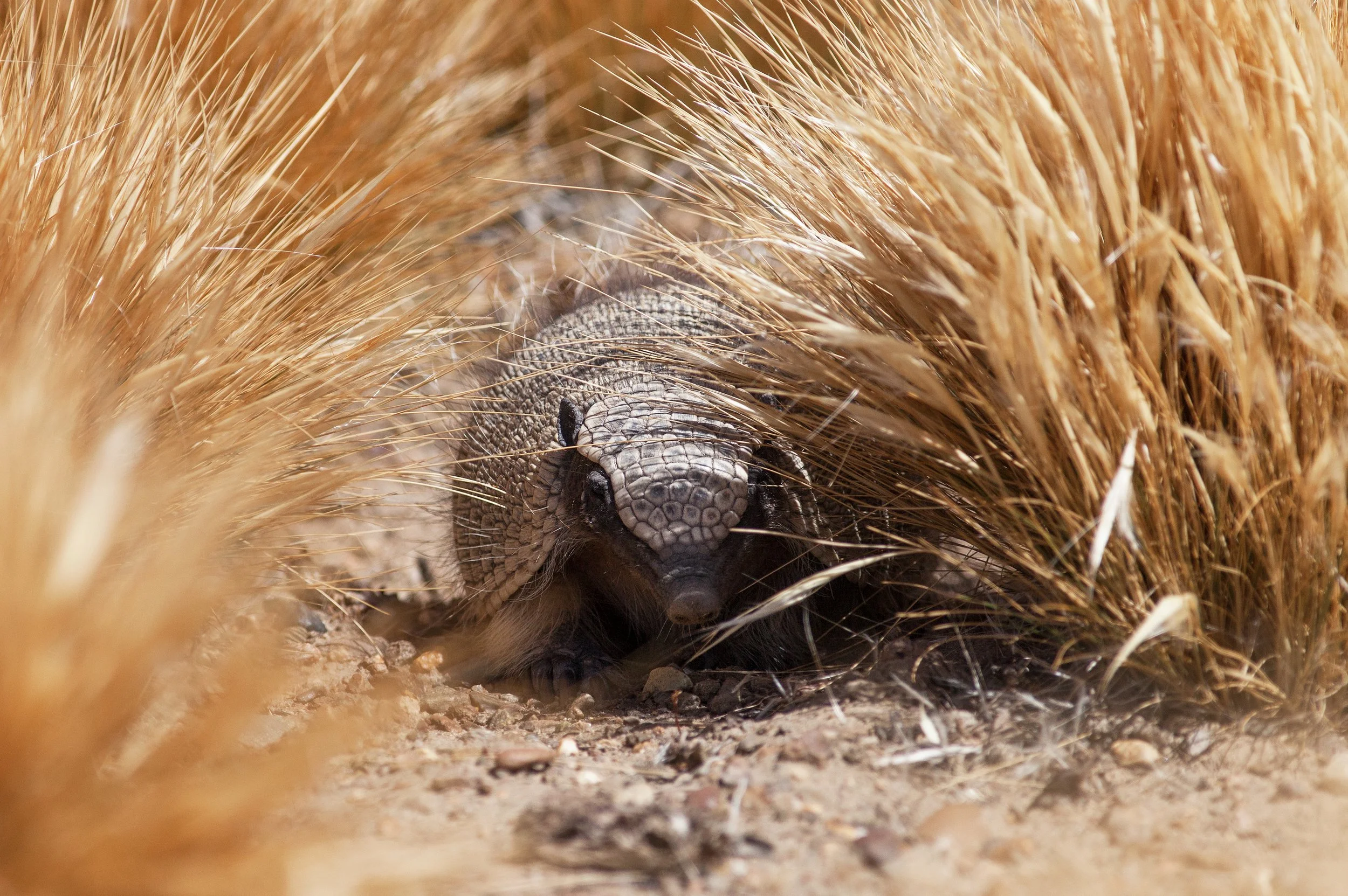 Chaetophractus nationi - Quirquincho