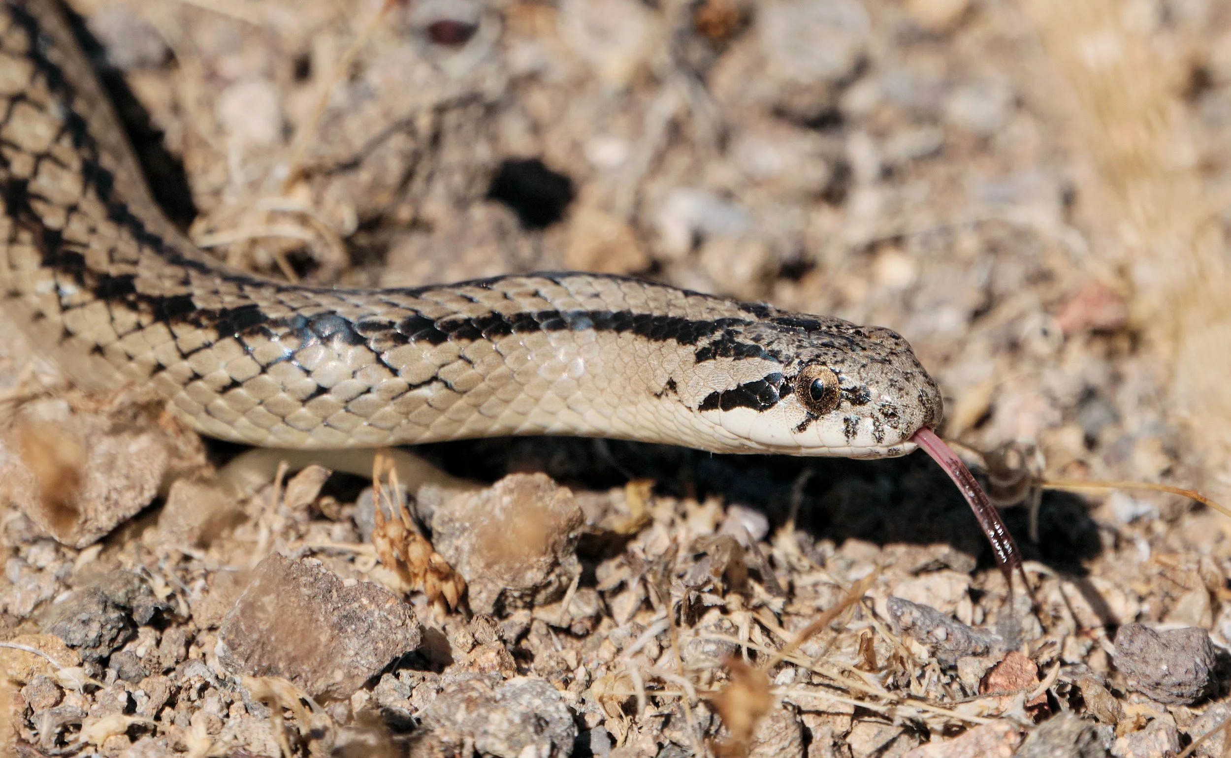 Galvarinus chilensis coronellina - Culebra de cola corta