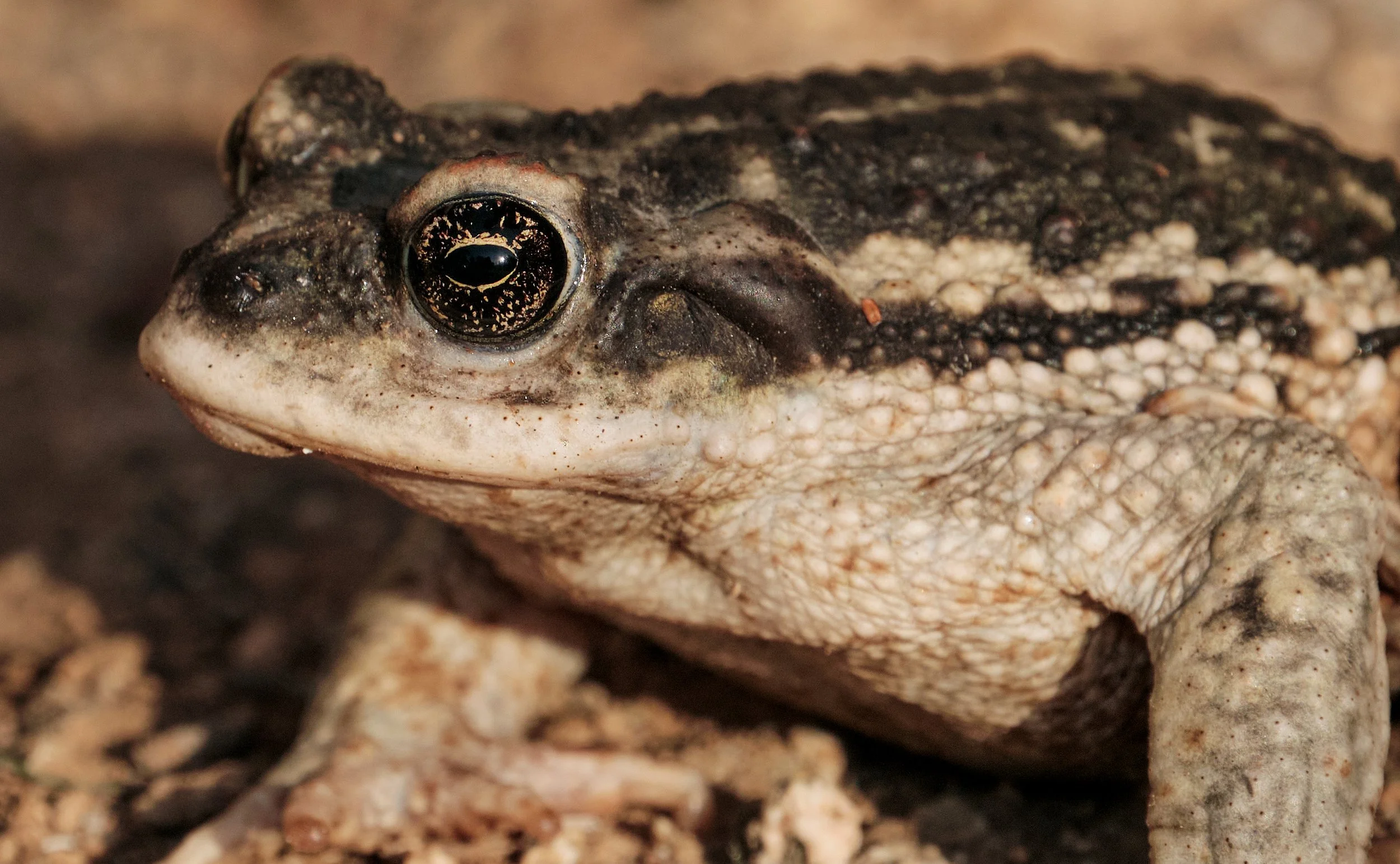 Rhinella atacamensis - Sapo de Atacama 