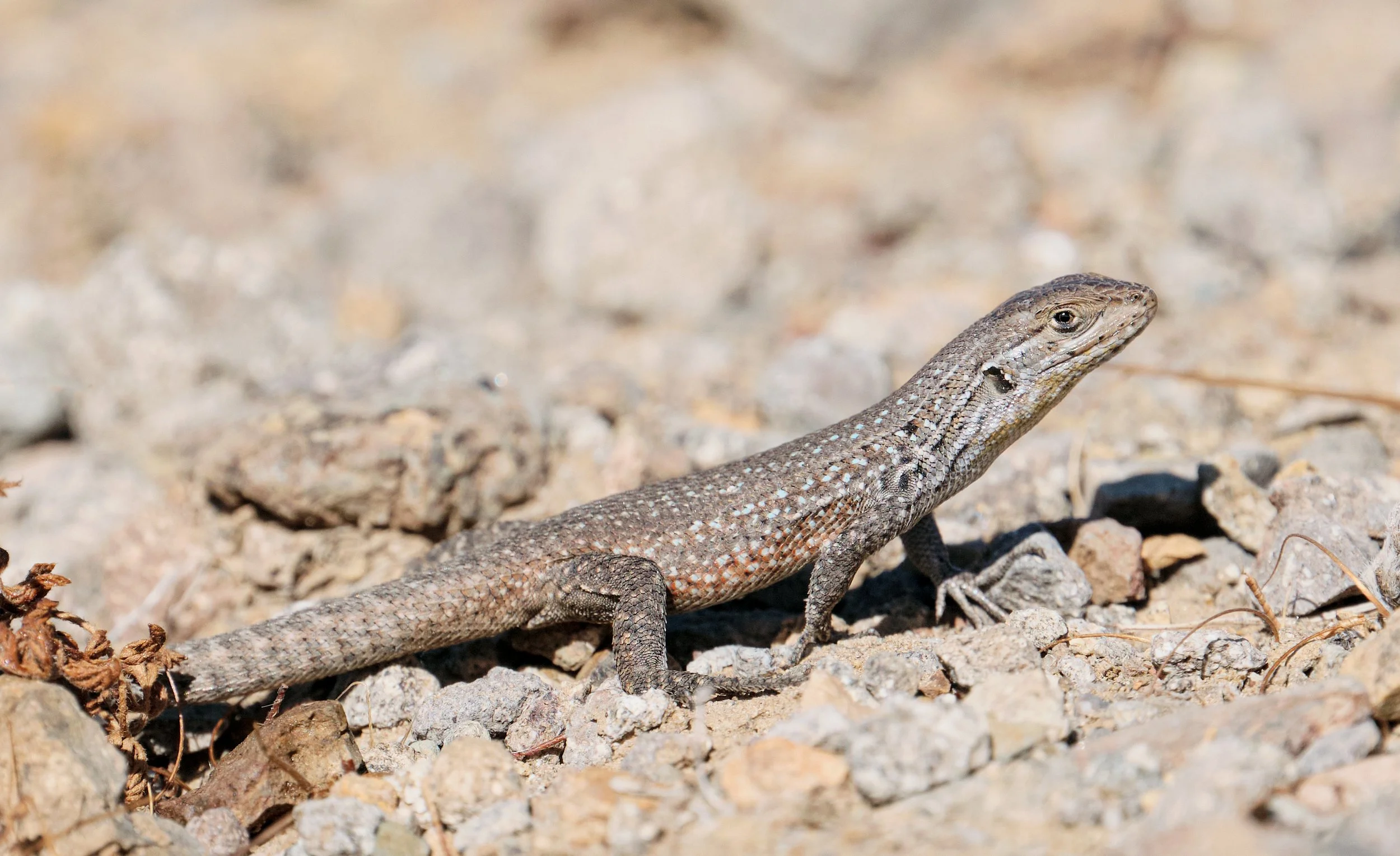 Liolaemus fuscus - Lagarto oscuro.