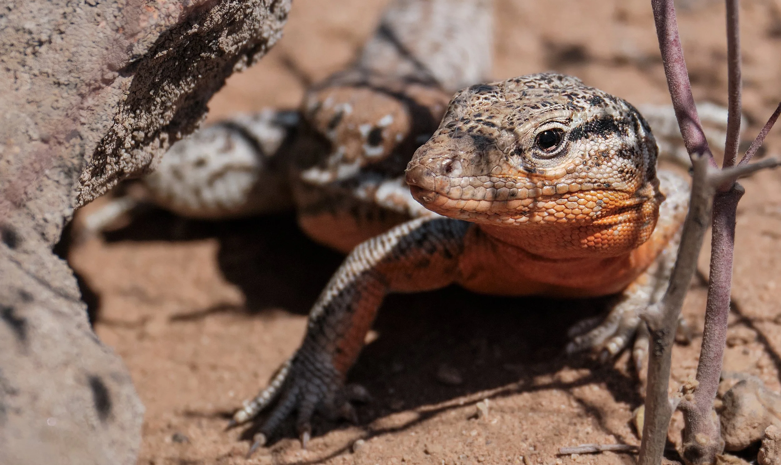 Callopistes maculatus - Iguana Chilena