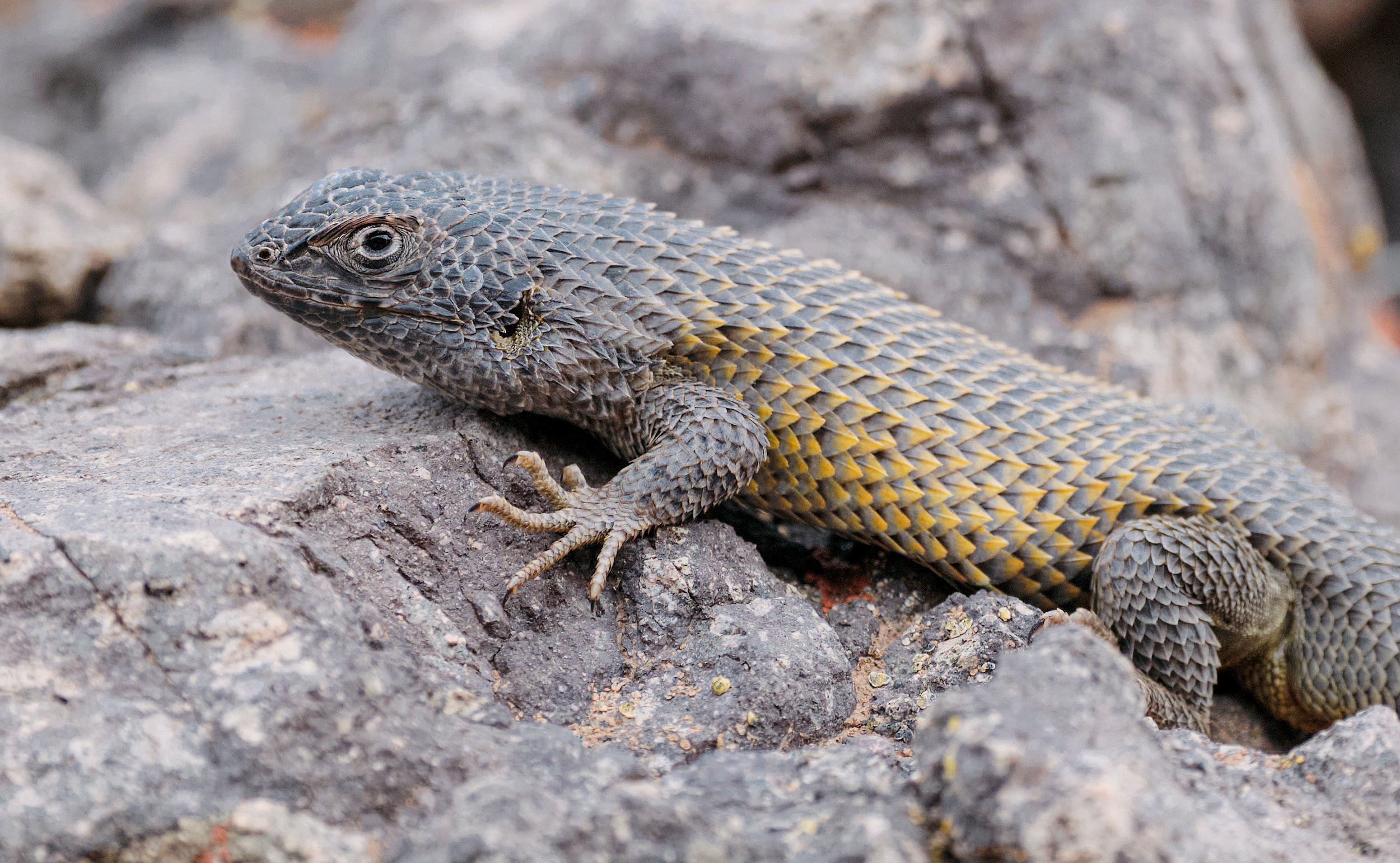 Liolaemus nitidus - Largarto nítido.