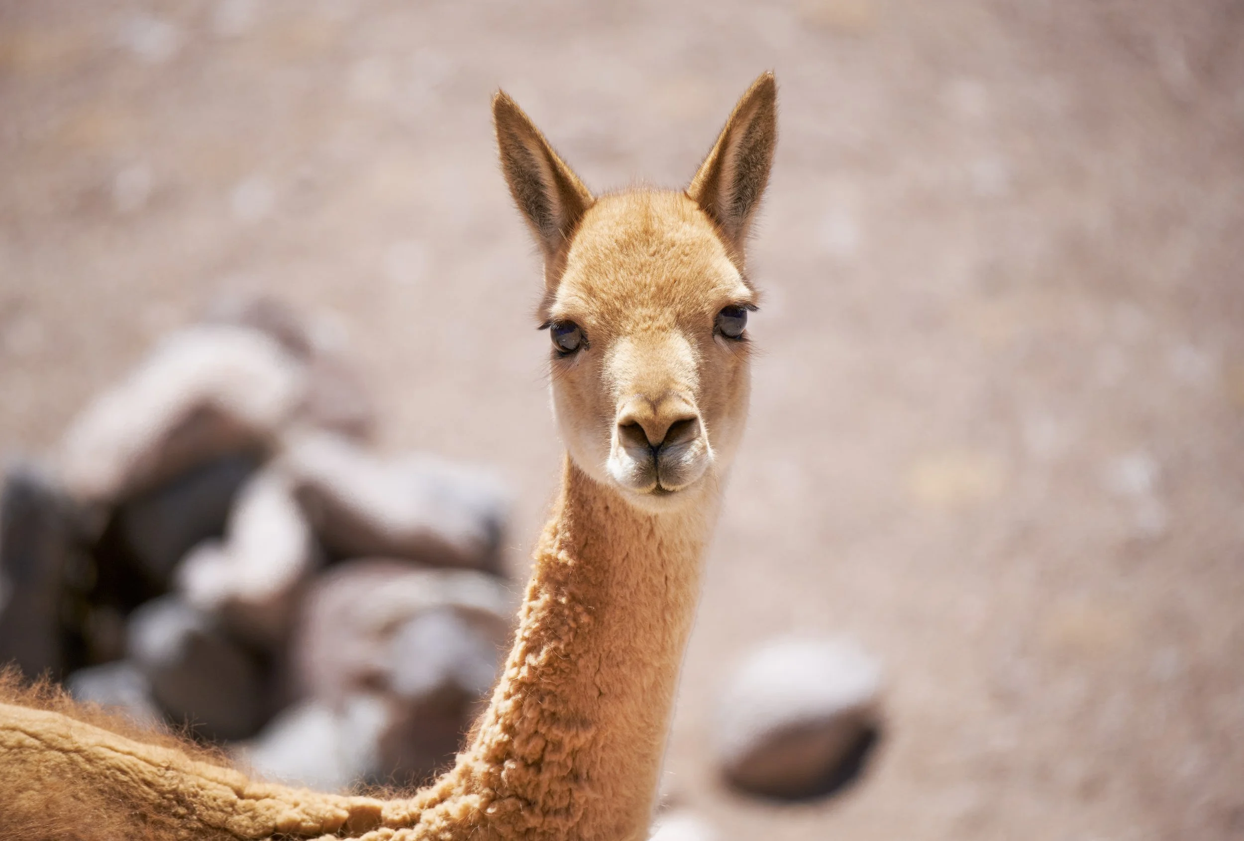 Vicugna vicugna - Vicuña