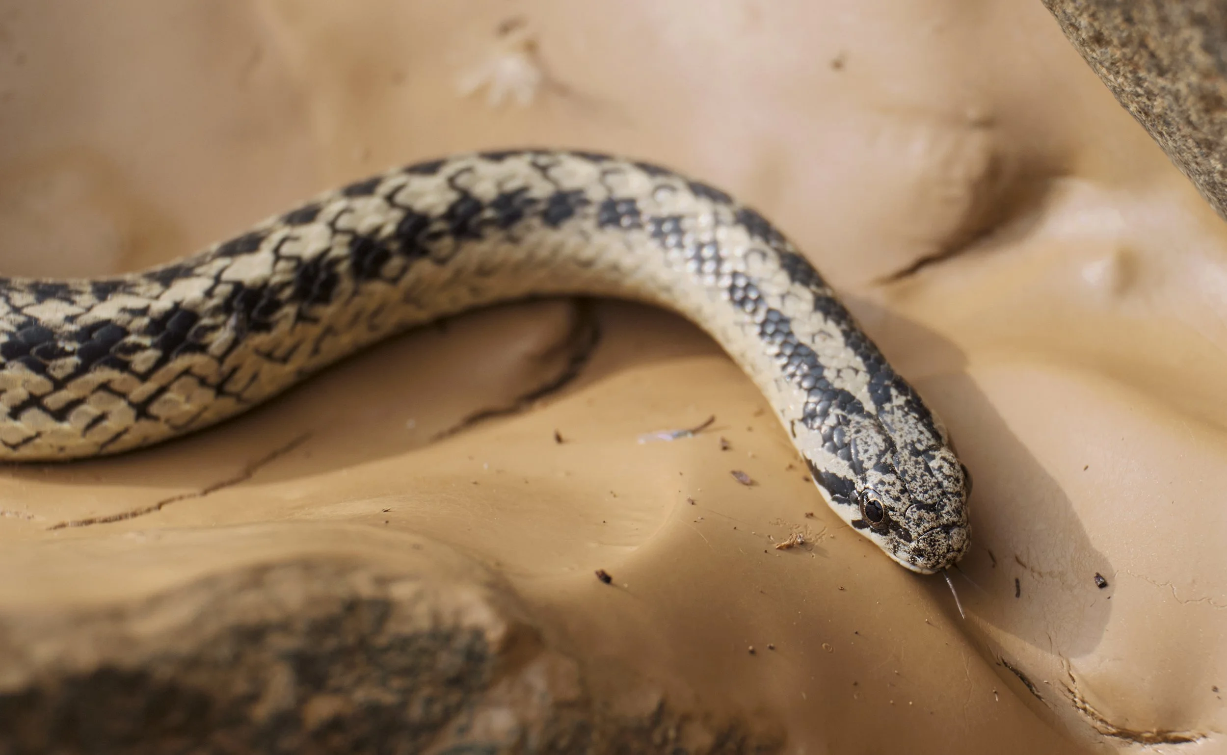 G. chilensis coronellina - Culebra de cola corta