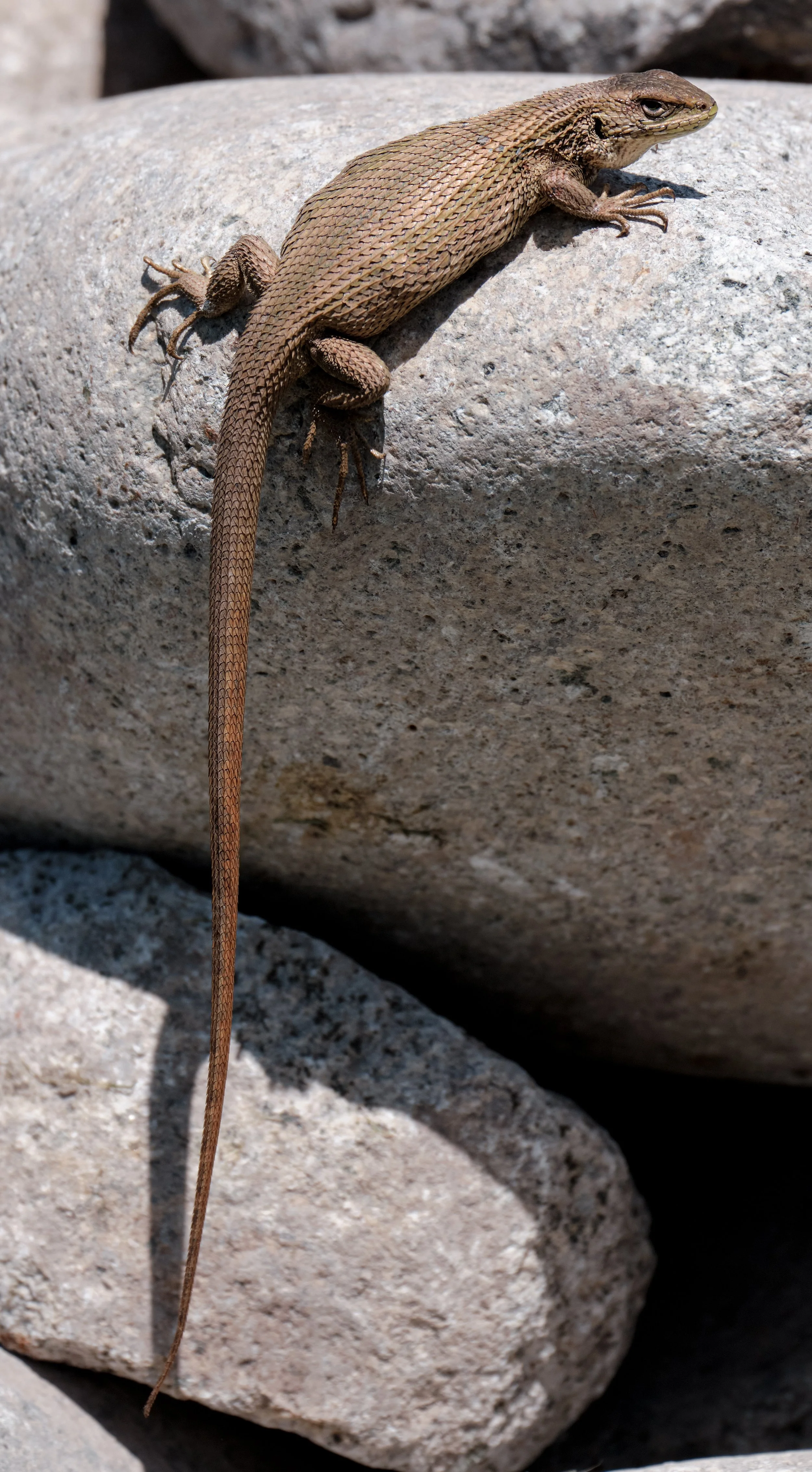 Liolaemus chiliensis - Lagarto chillón