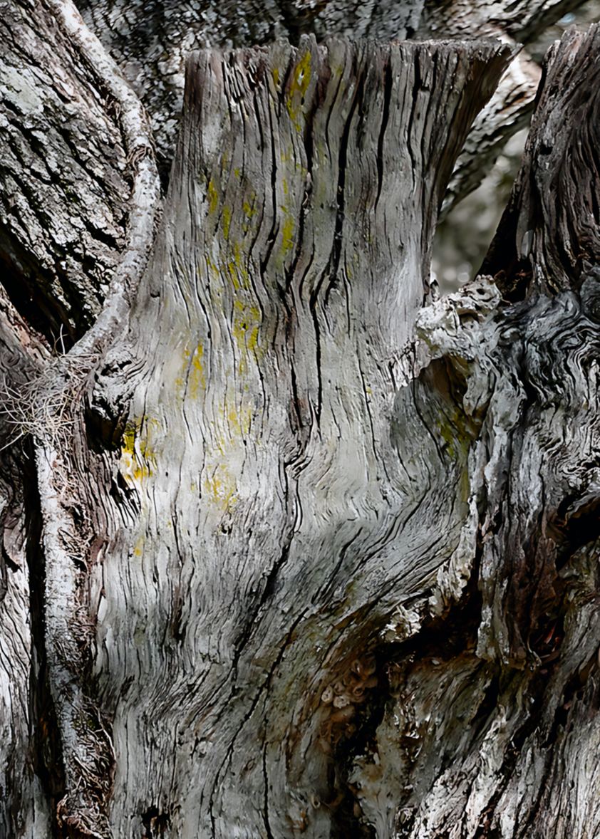 Lake+Otting+tree++++5X7++++%23IMG7060.png
