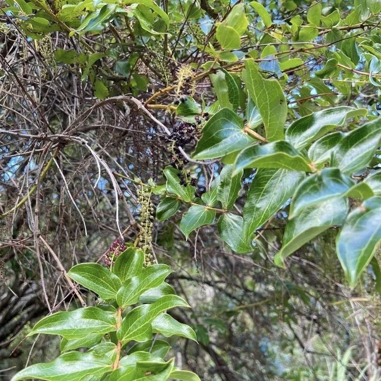 Koromiko (Hebe stricta)