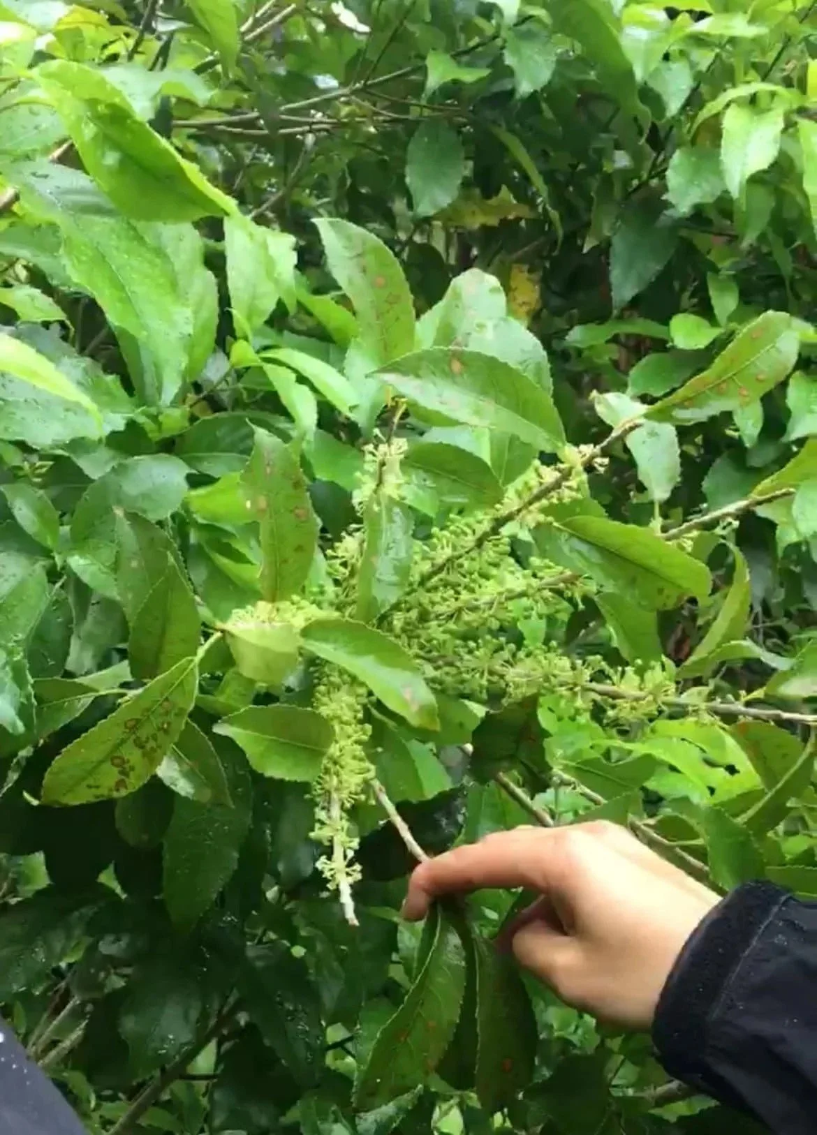 Mahoe (Melicytus Ramiflorus)