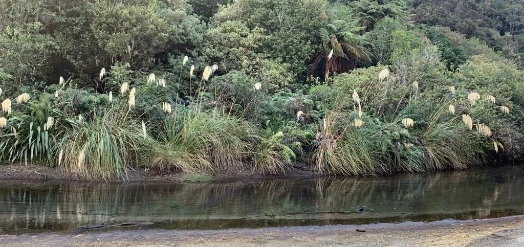 Toetoe (Austroderia Fulvida) T28 - ON SALE