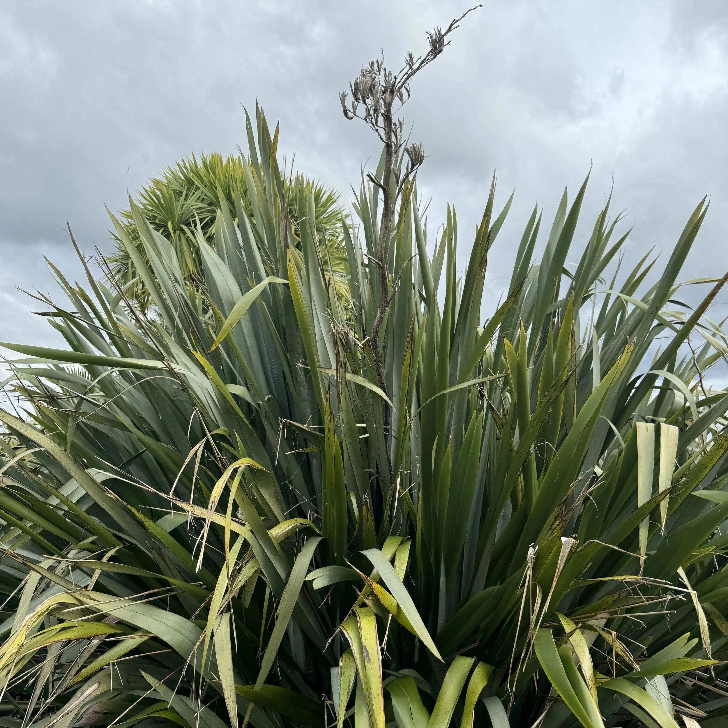 Harakeke (Flax - Phormium tenax) - PB5 ON SALE