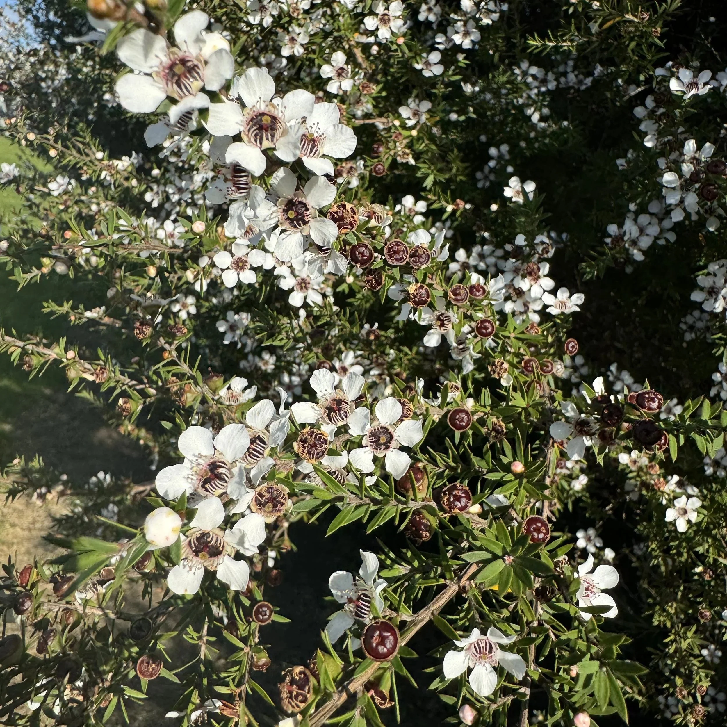 Manuka.jpeg