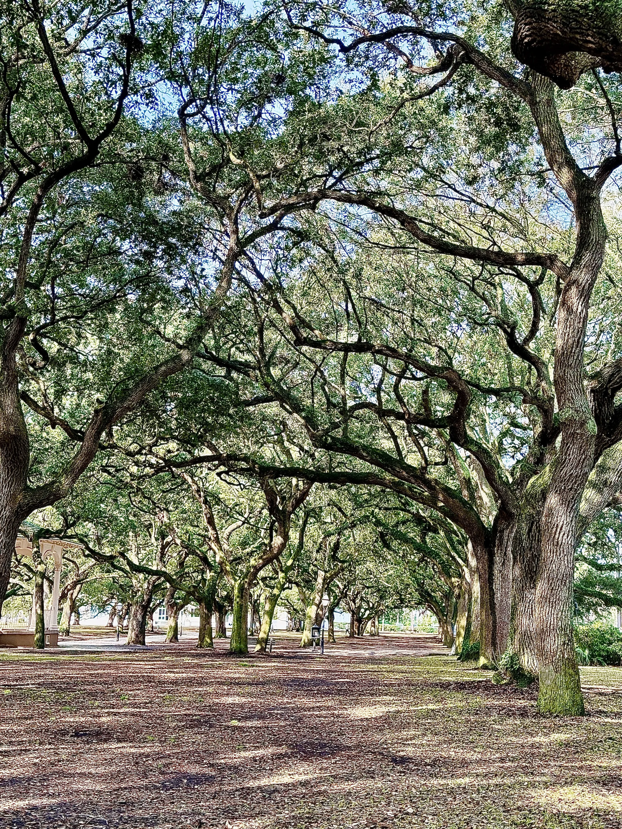 angletree-charleston.JPG
