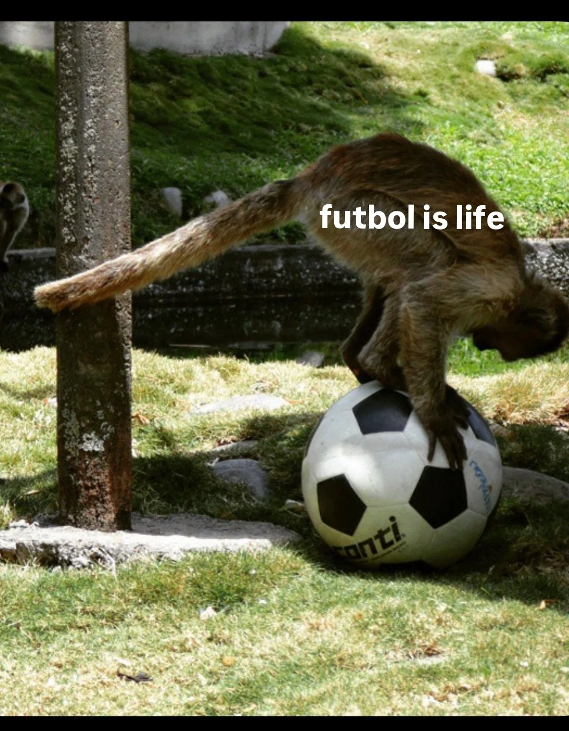Yes, we are showing the games with sound on the big backyard TV! We&rsquo;ll also have buckets of 5 Michelob Ultras for $20 all June and July.
#futbol #localbar #thegameison #soccer #watchthegame