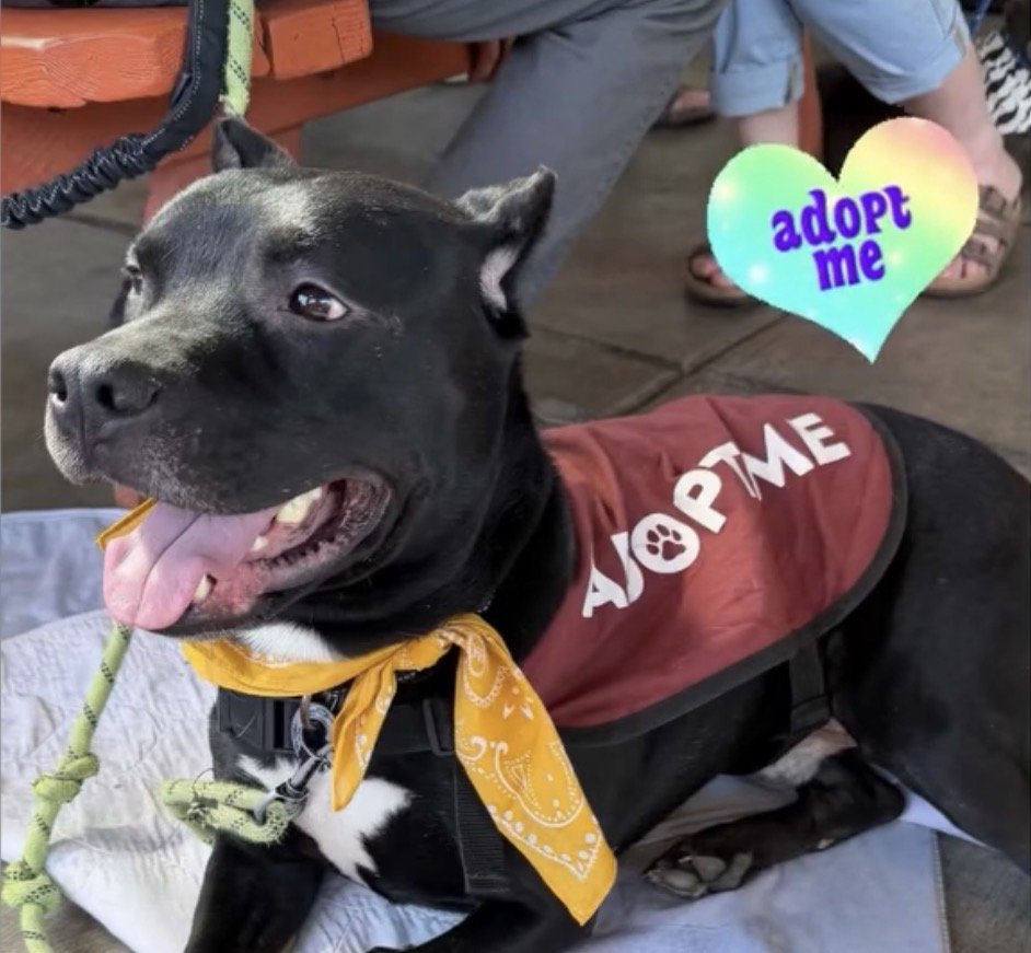 A smiling black puppy wearing a yellow bandana and a sign that says "adopt me"